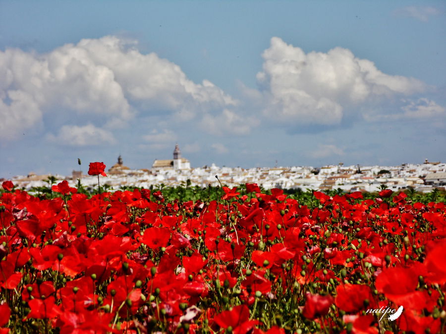 Campo de Amapolas, por artenat