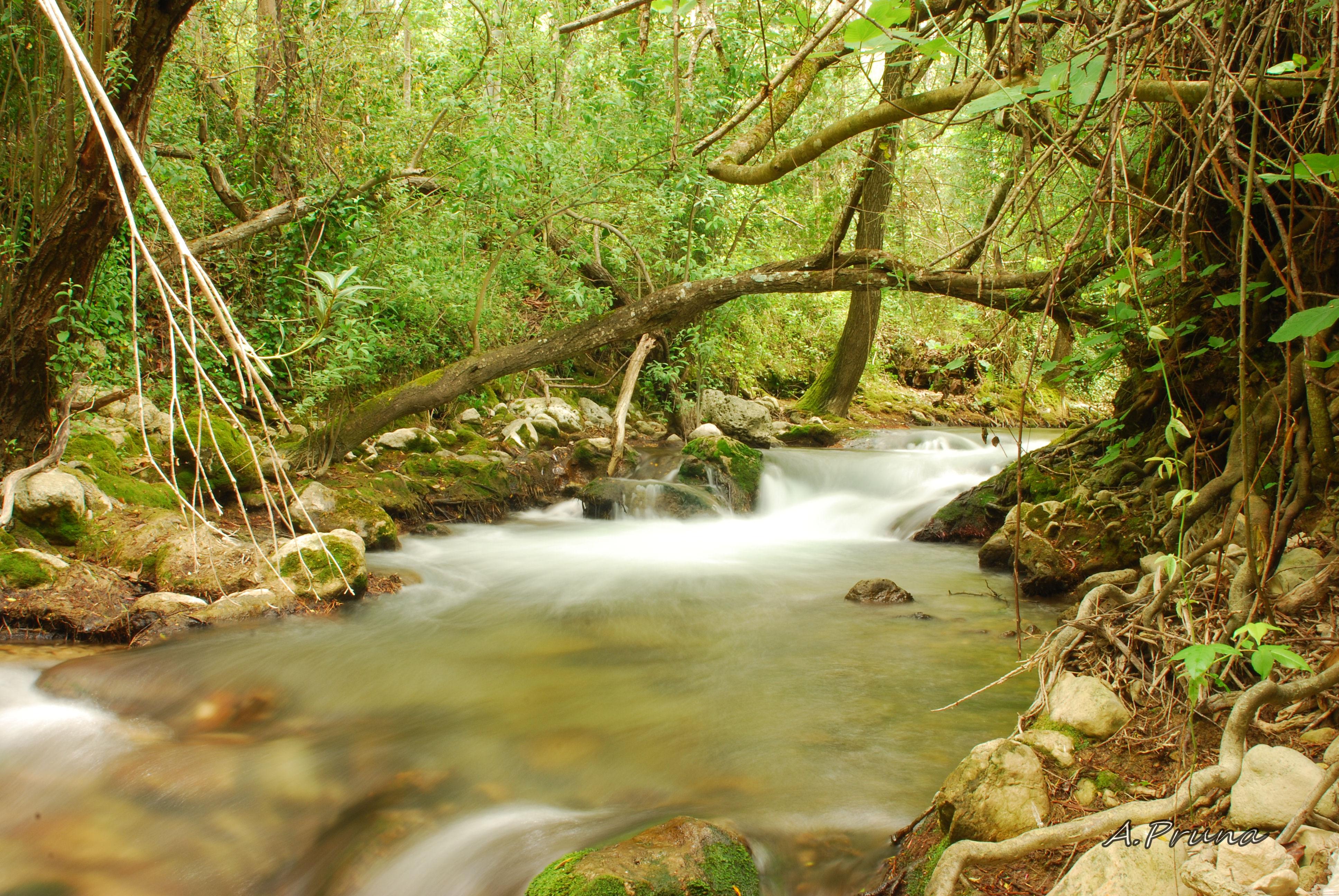 El Bosque, por Antonio Pruna Sanchez