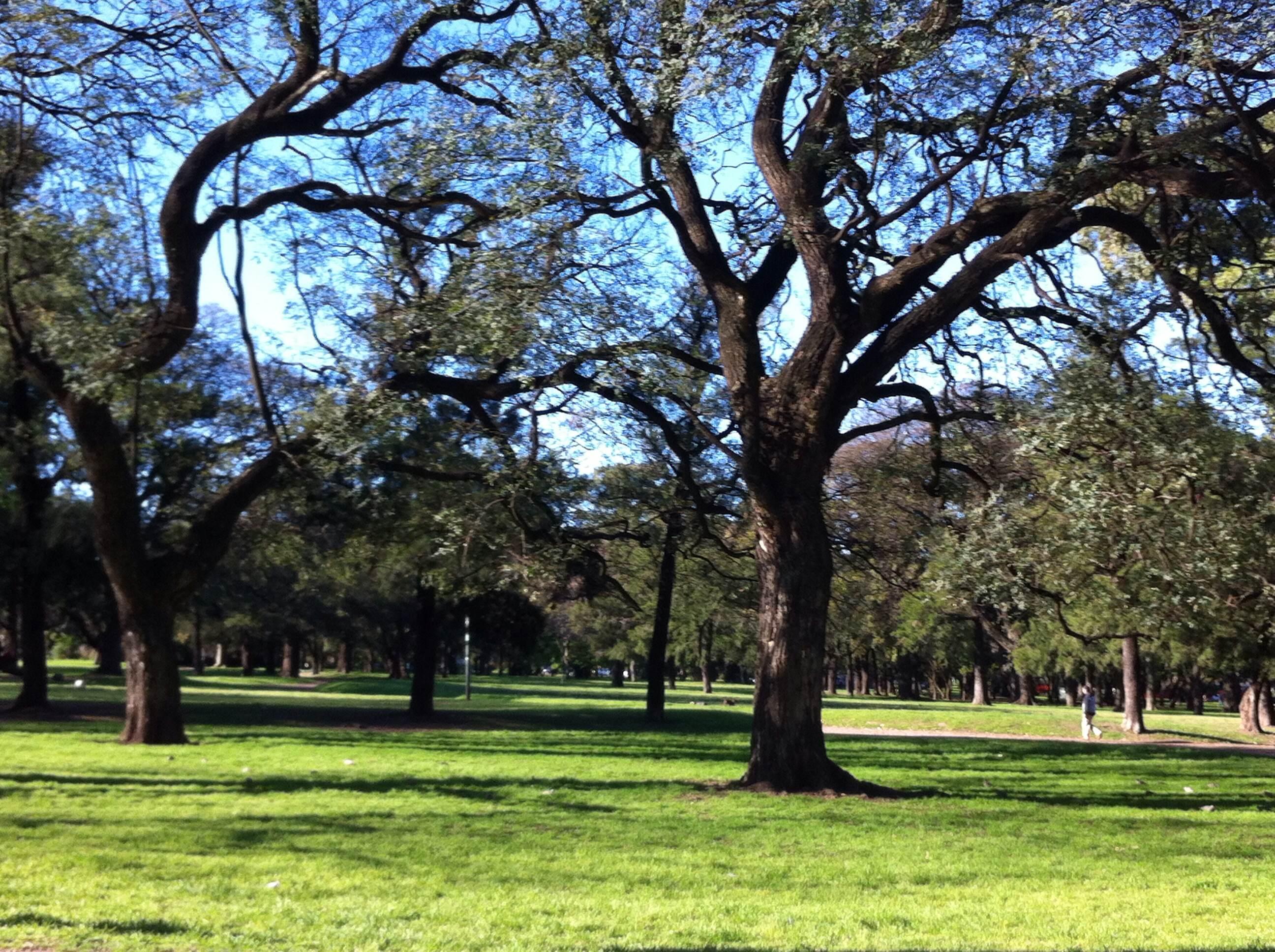 Bosques de Palermo, por Norma Arias