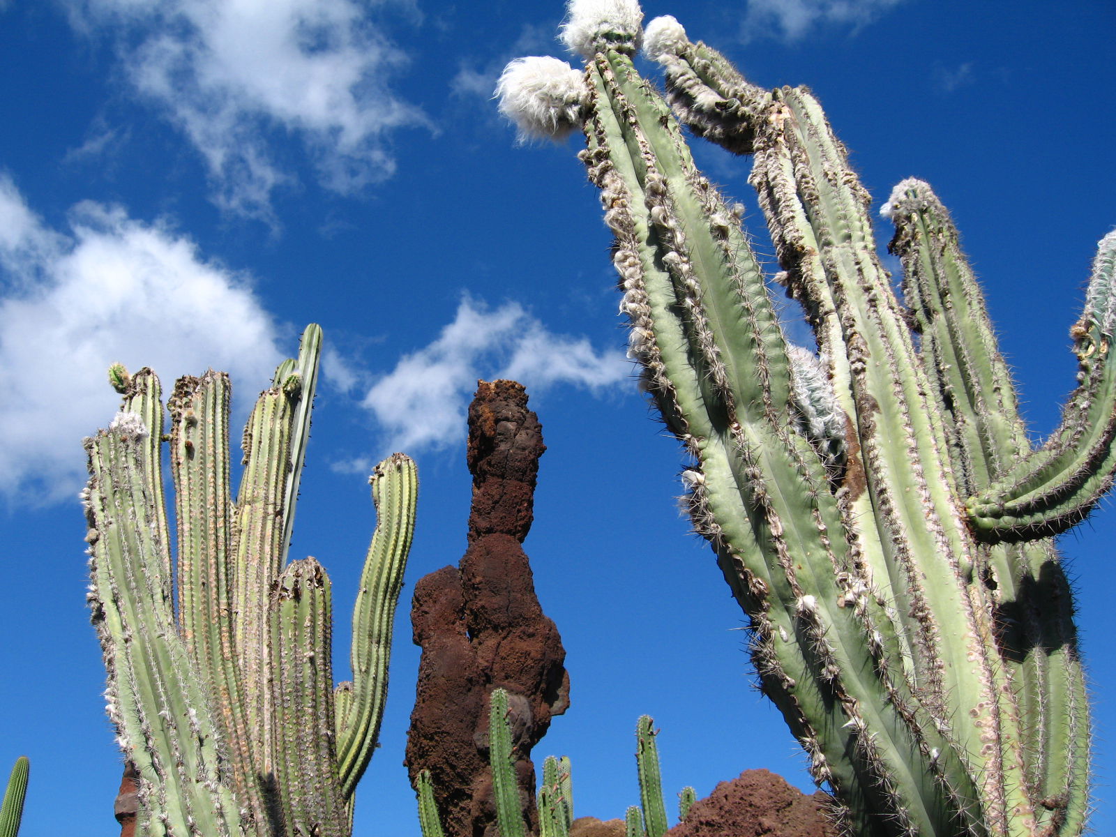 Exposiciones en Canarias: Un viaje por arte, flores y tradiciones