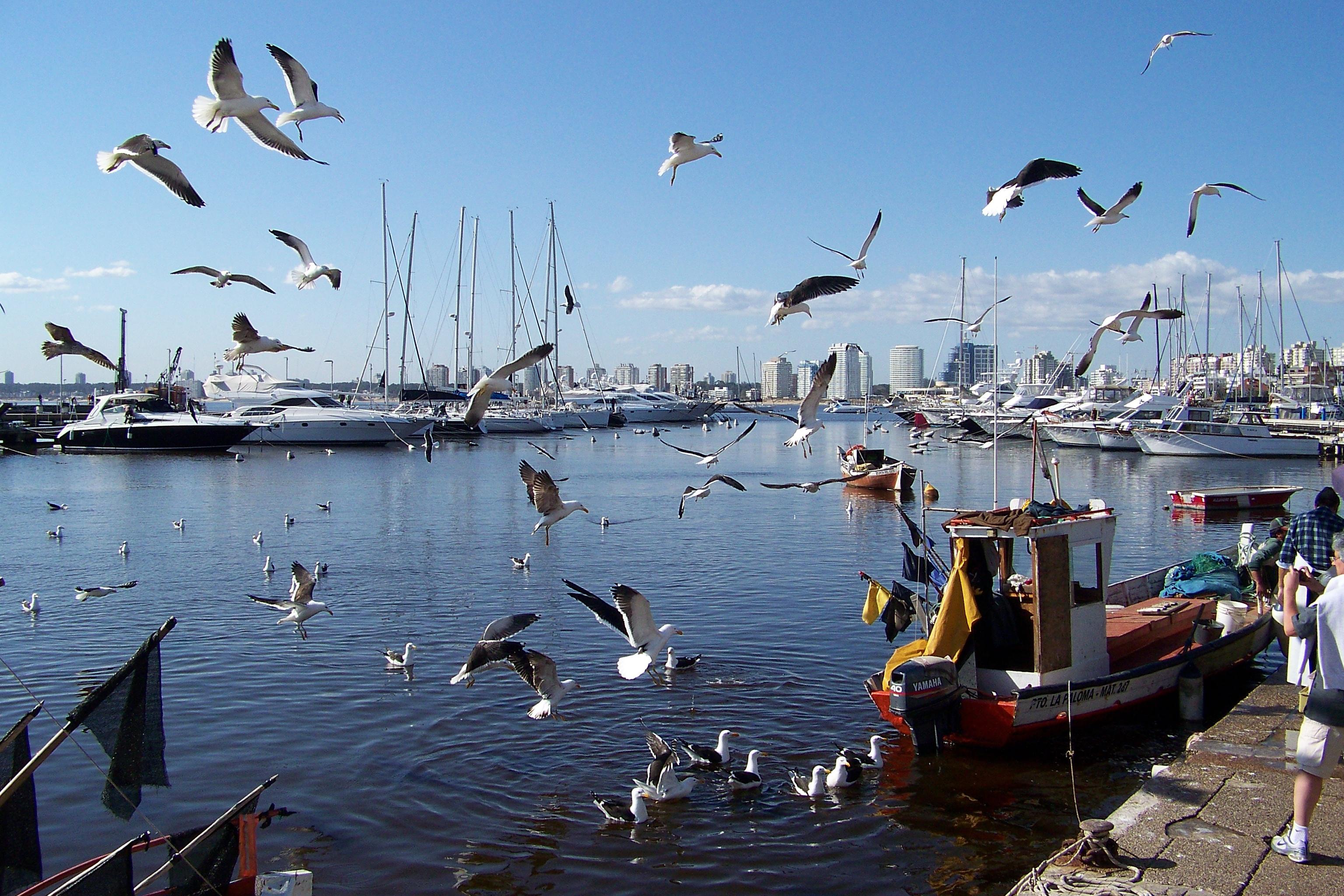 Montevideo y Punta del Este, por horacio coralli