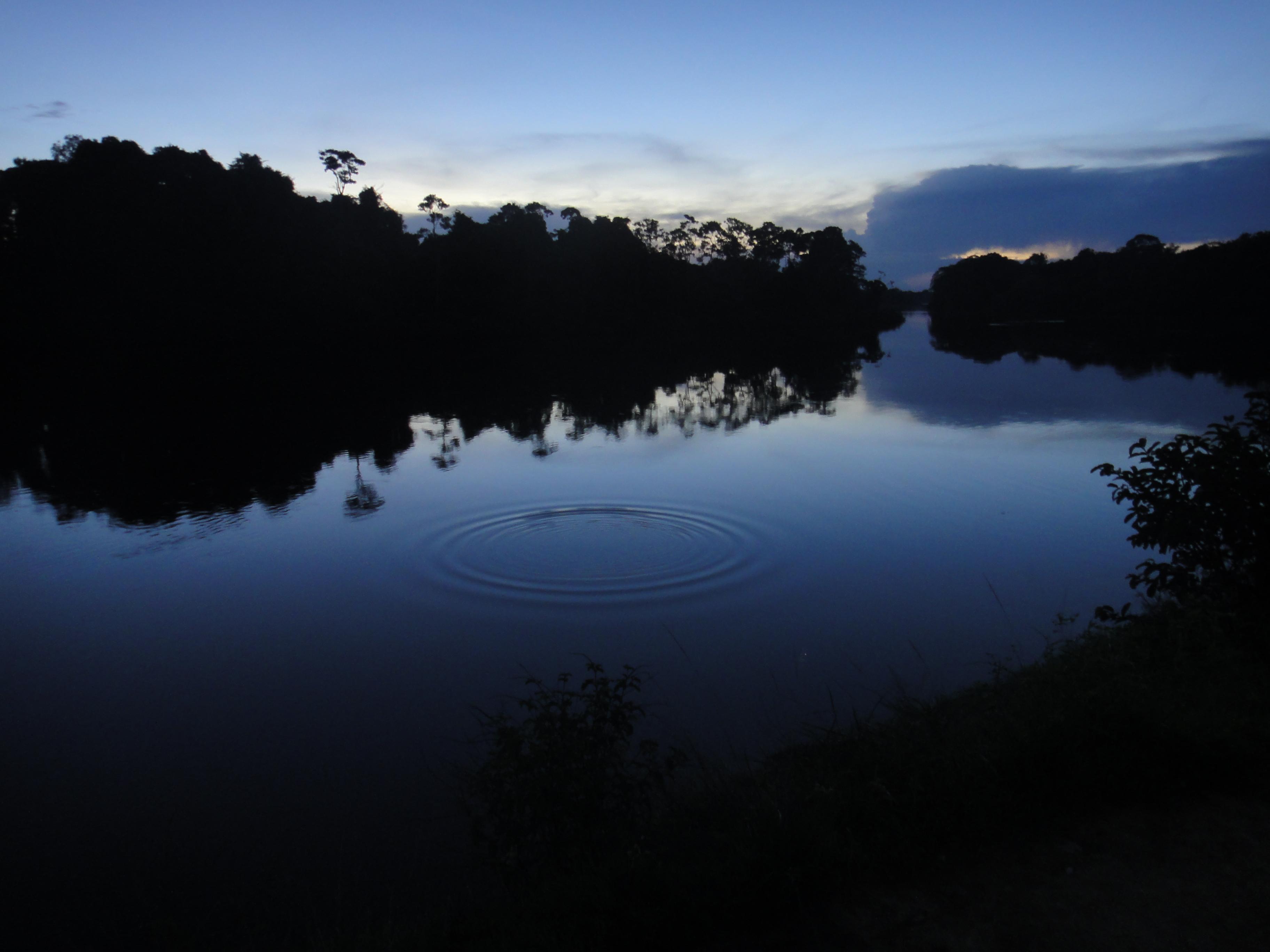 Floresta Amazônica, por Helio Leite