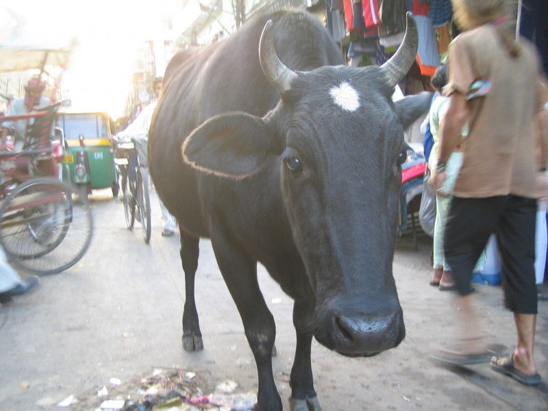 Paharganj, por Polo