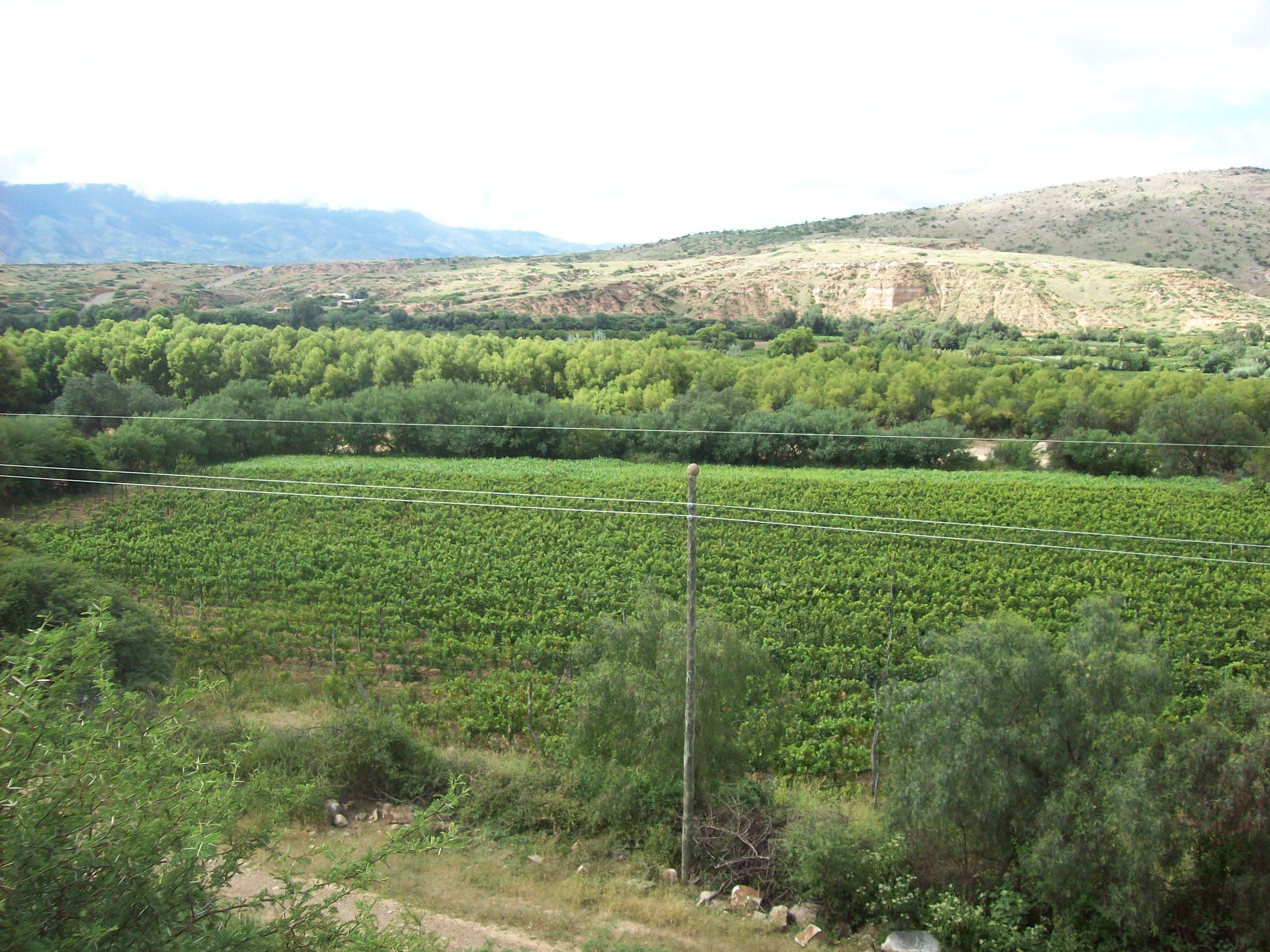 Valle de la Concepción, por liliana  ramirez