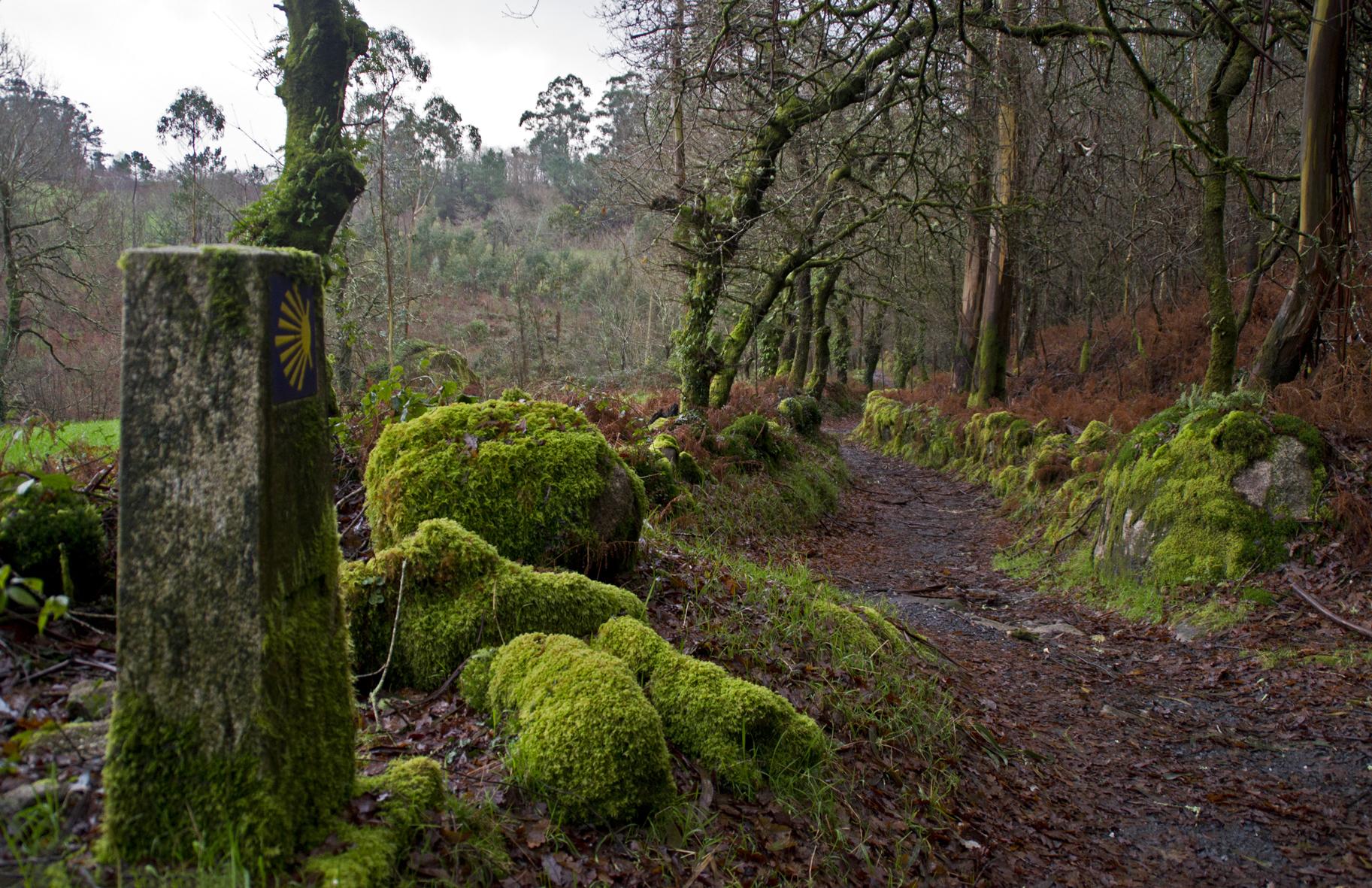 Camino de Santiago, hacia el fin del mundo, por Jesús Carnota Martínez