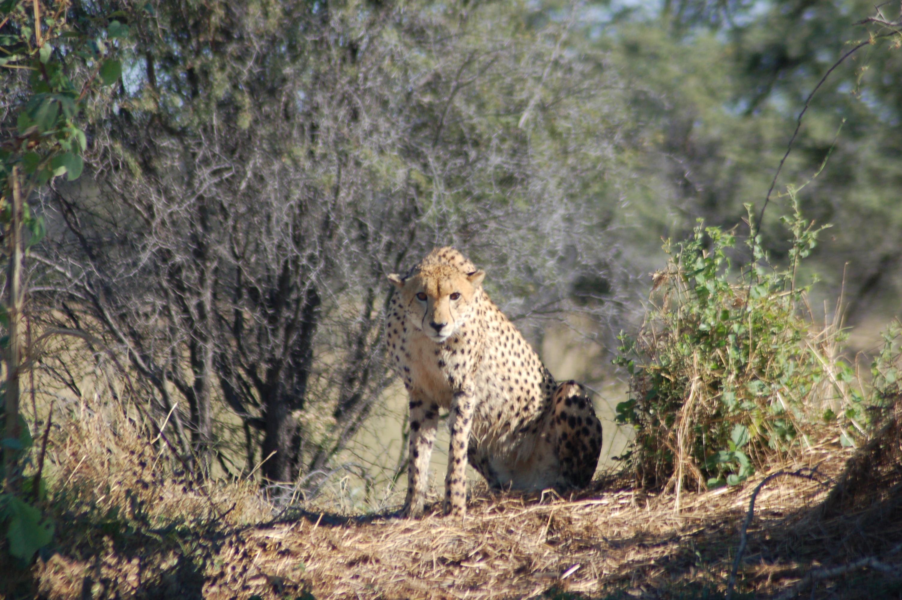 Parque Natural Moremi, por FRANCESC ARIMANY