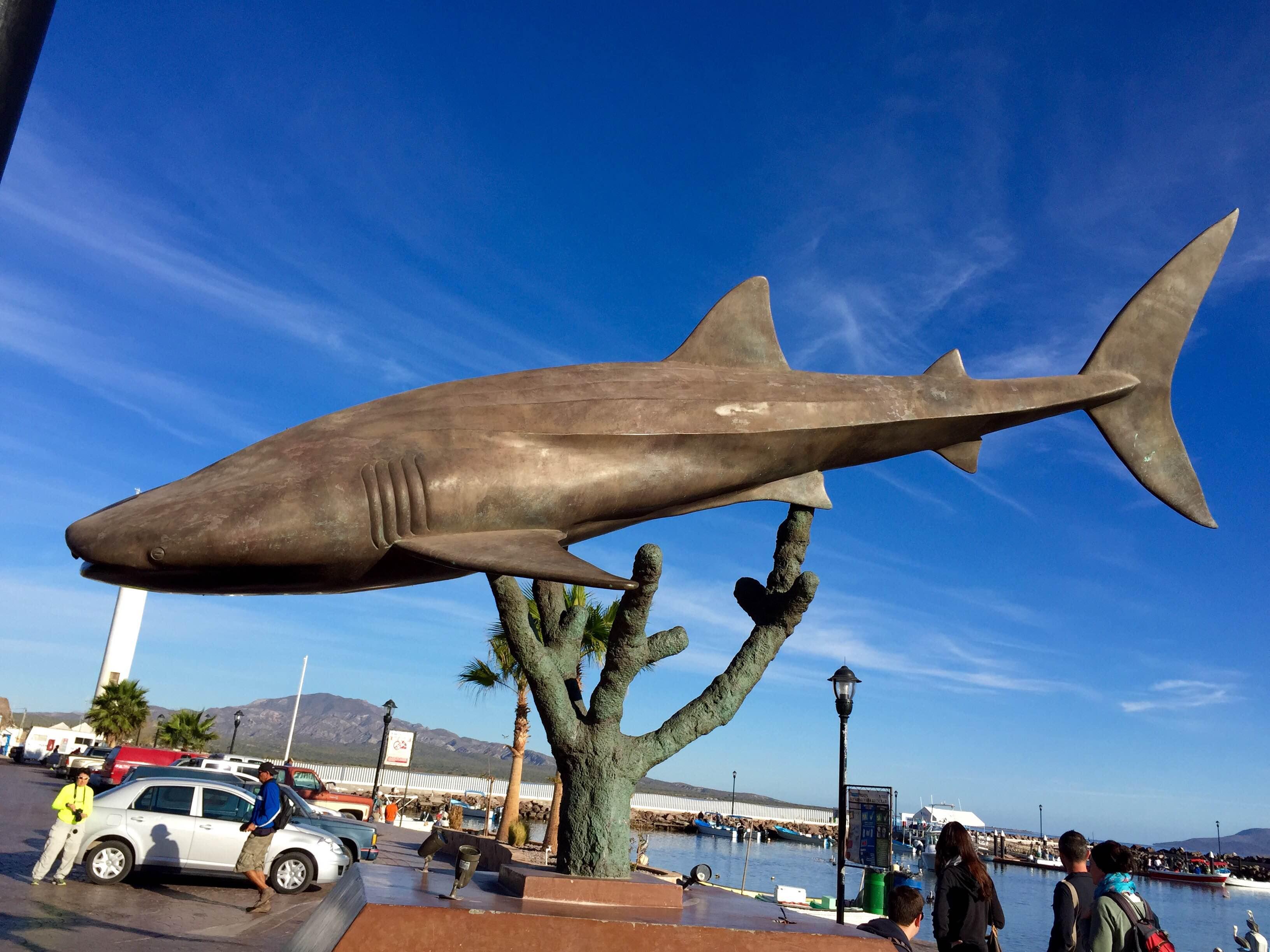 Tiburón Ballena de Loreto, por Diana Patricia Montemayor Flores