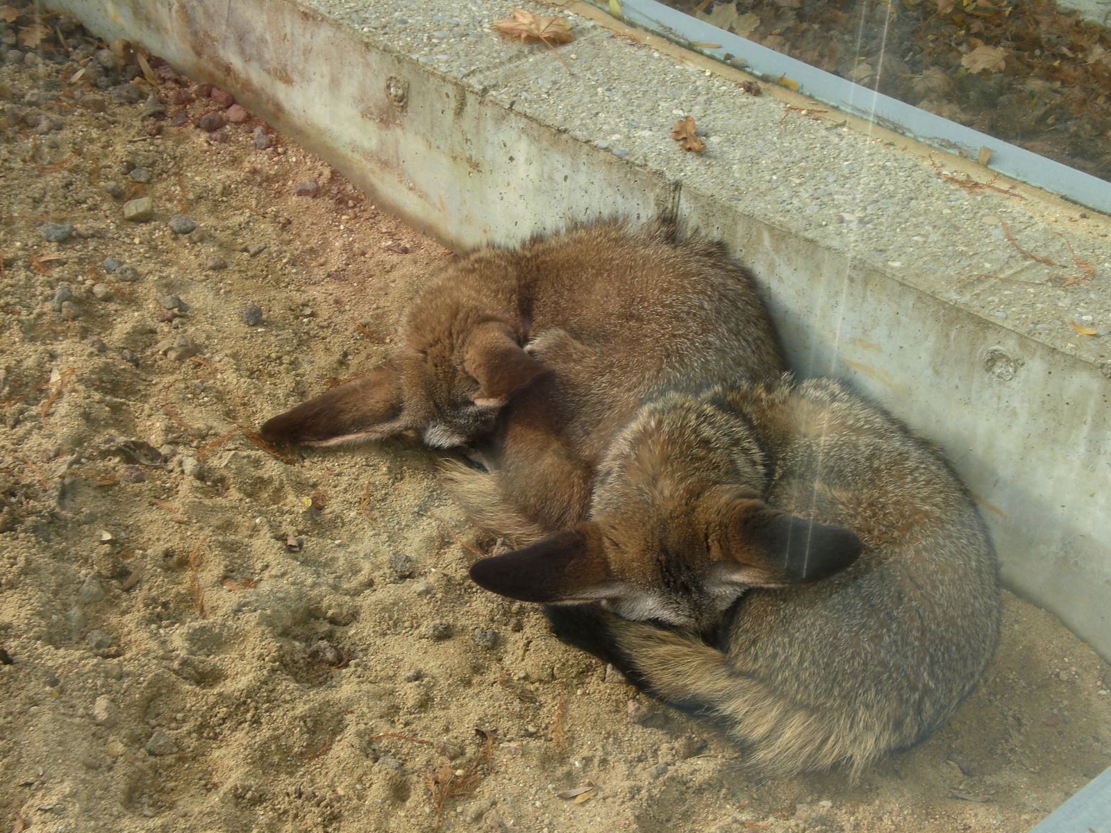 Zoo, por guanche