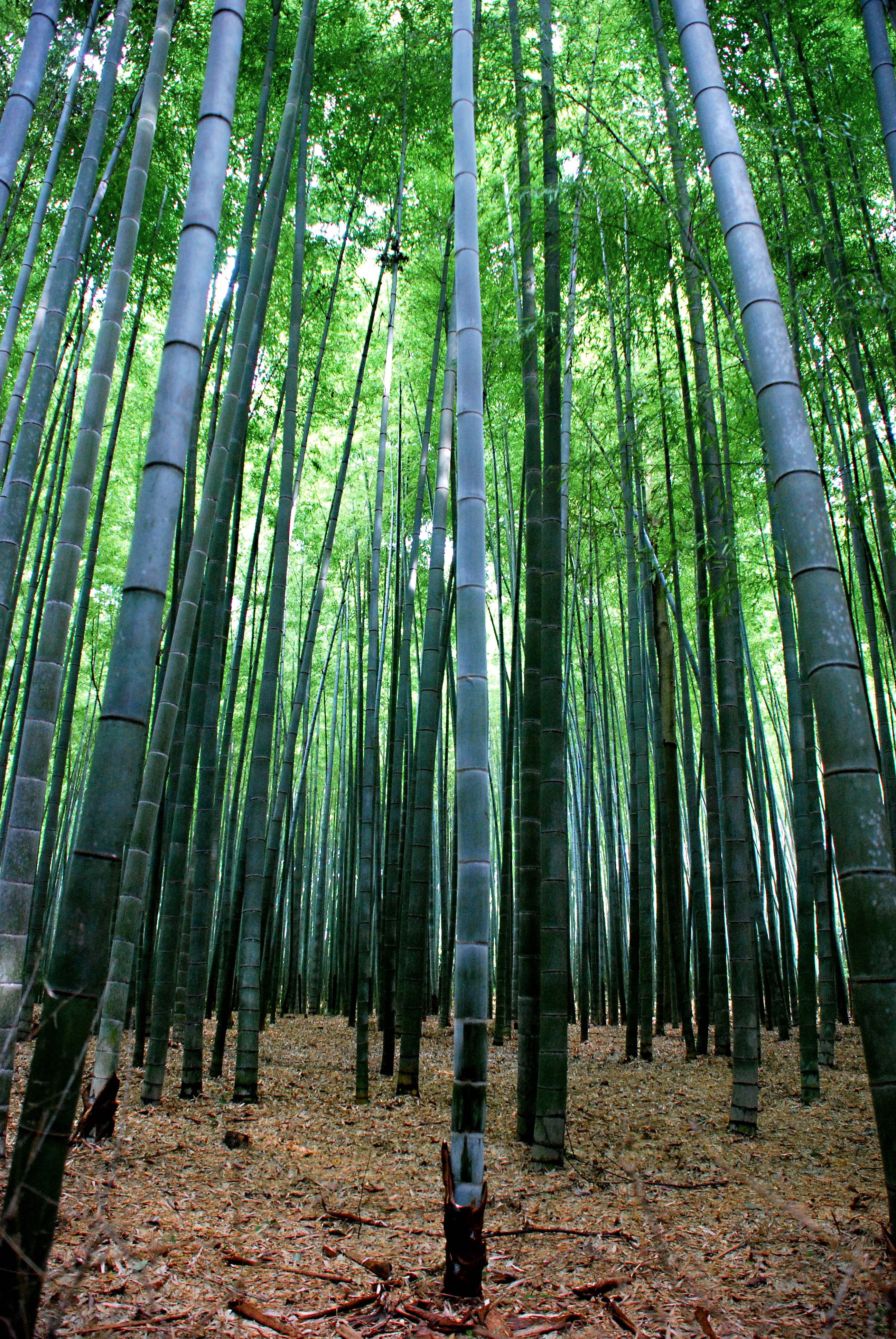 Bosques de Bambú de Arashiyama, por Rubén Cifrián touriño