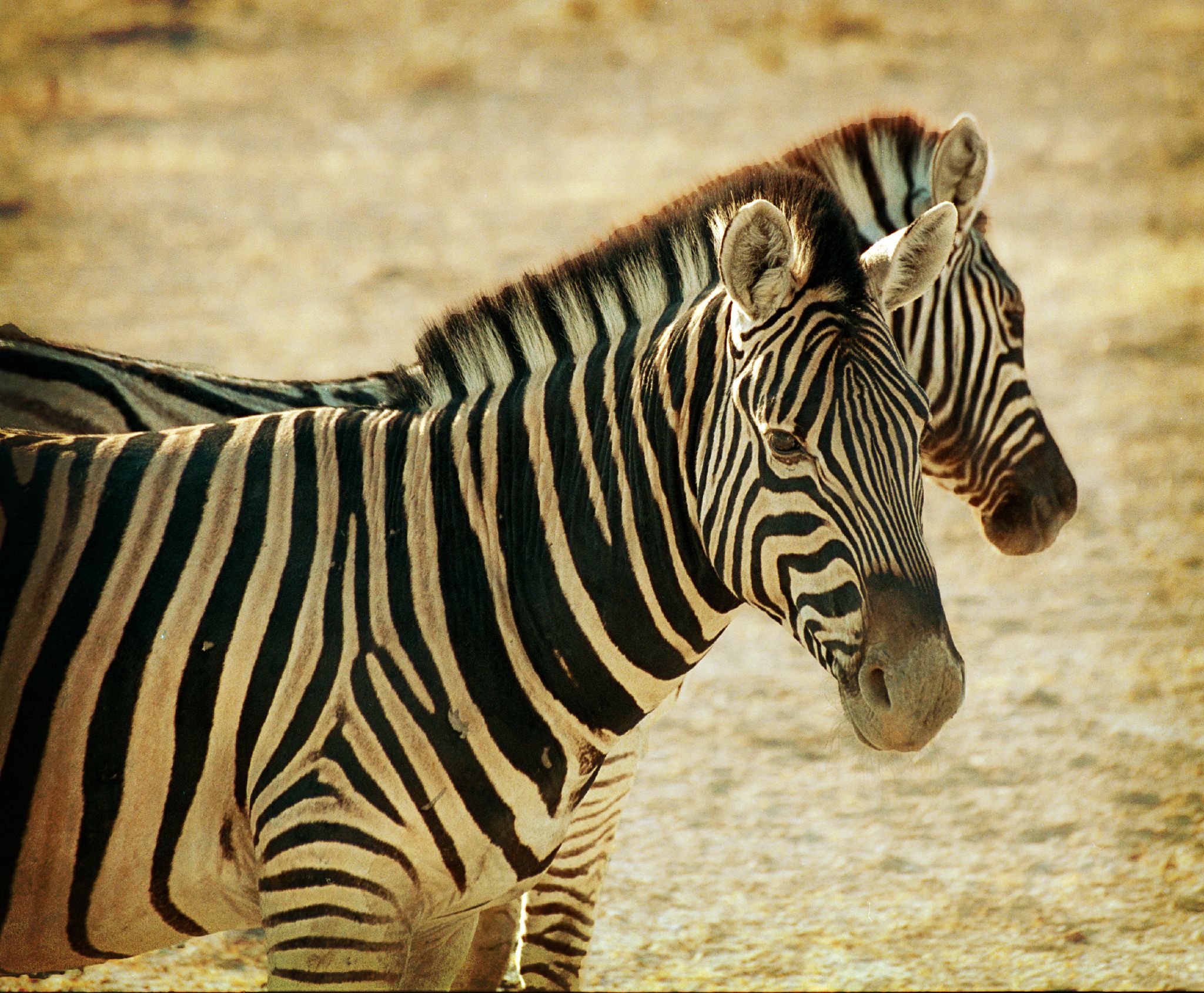 Parque Nacional Etosha, por Alfonso Navarro Táppero