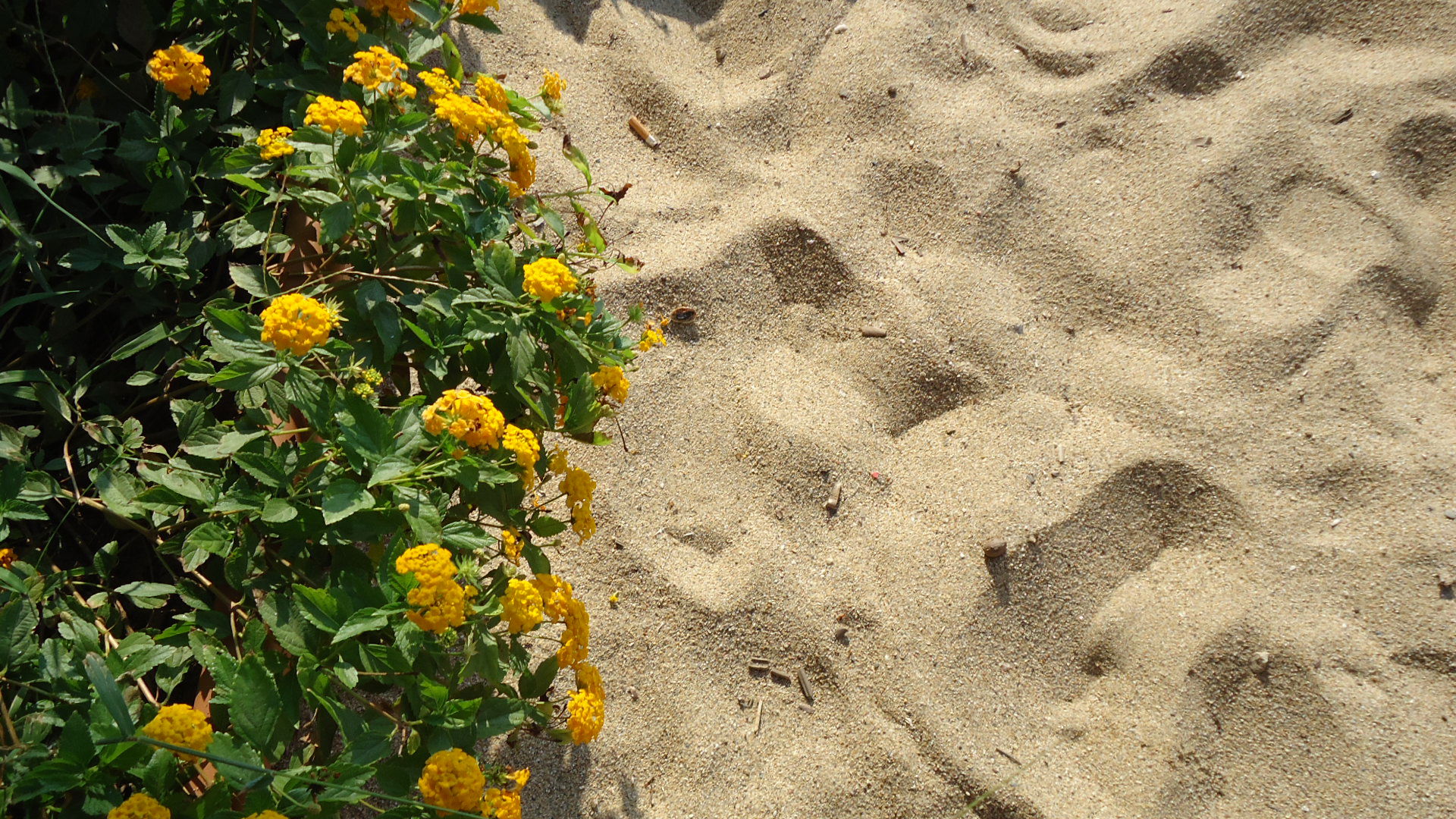 Playa Sabbia d'Oro, por Alessandra Guaglianone