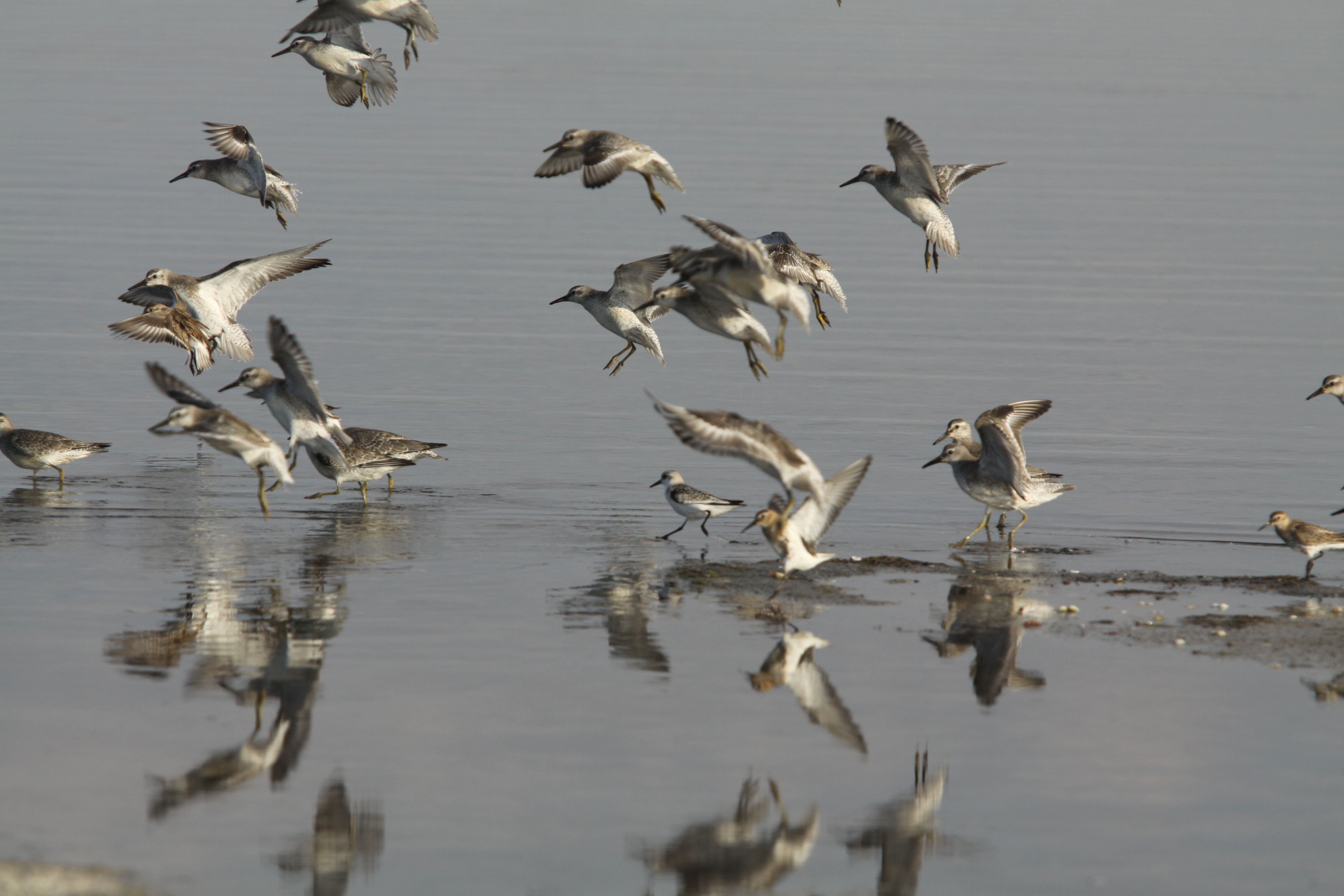 Punta Entinas Sabinar, por susana gomez alonso