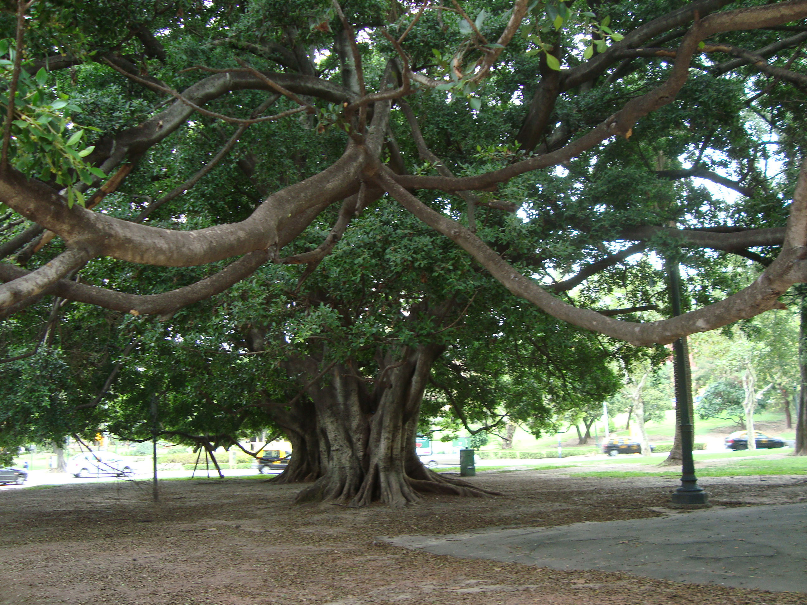 Plaza Francia, por Marta Pilar
