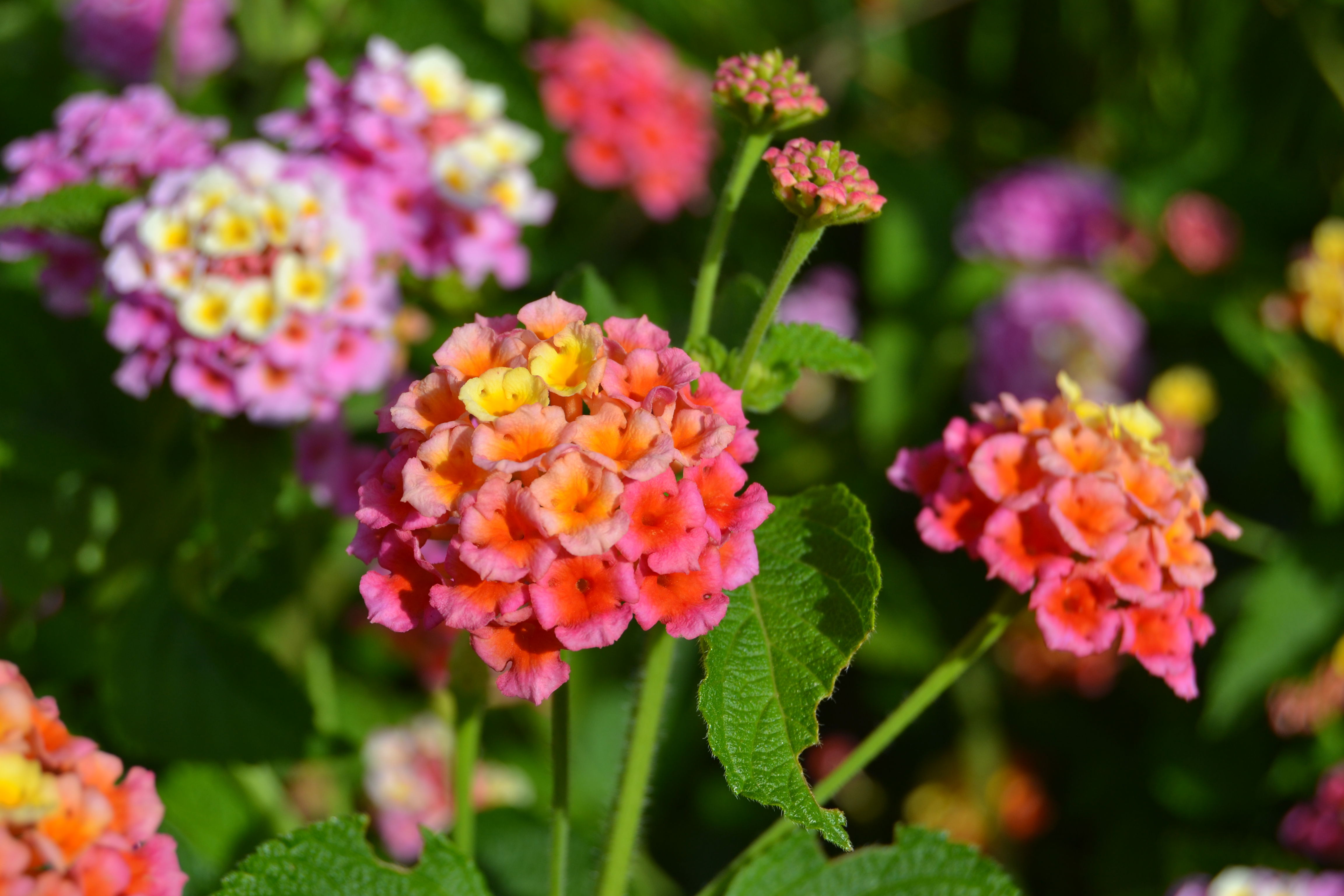 Jardín Botánico, por Mochila da Juli