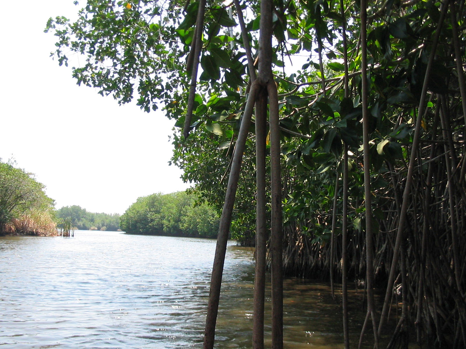 Manglar de Monterrico, por paulinette