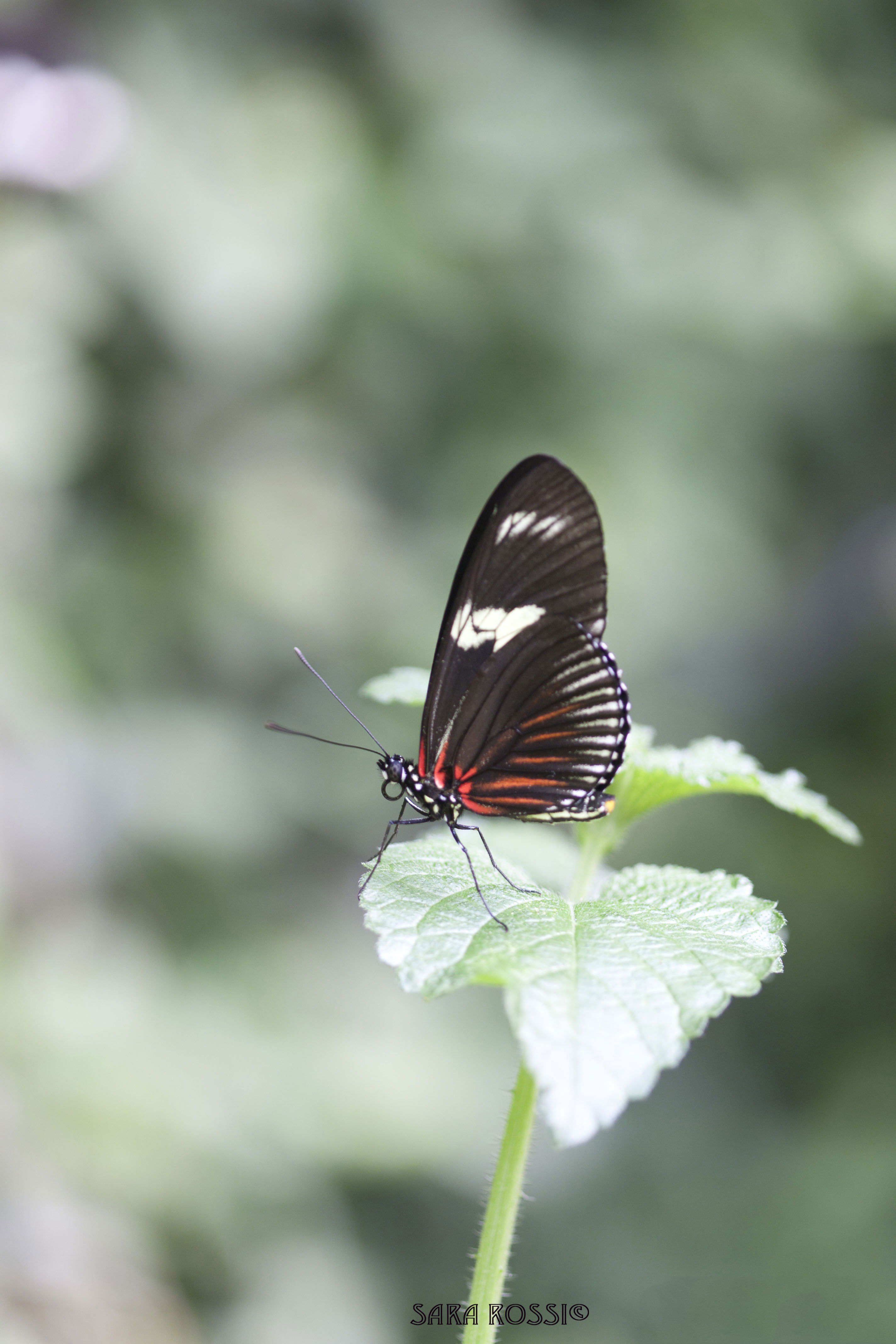 Butterfly Park, por sara rossi