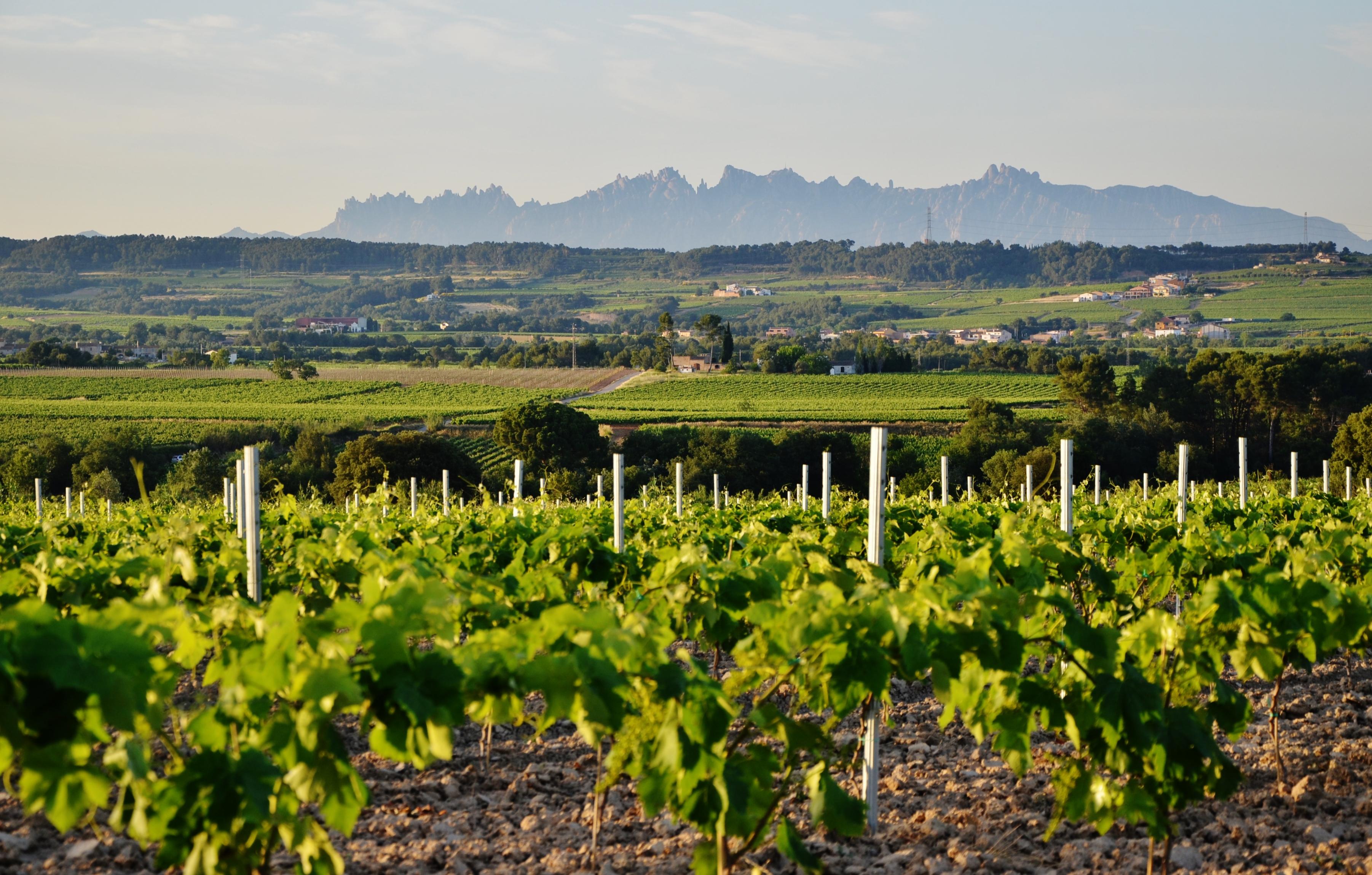 Santa Fe del Penedes, por Maria Rosa Ferré