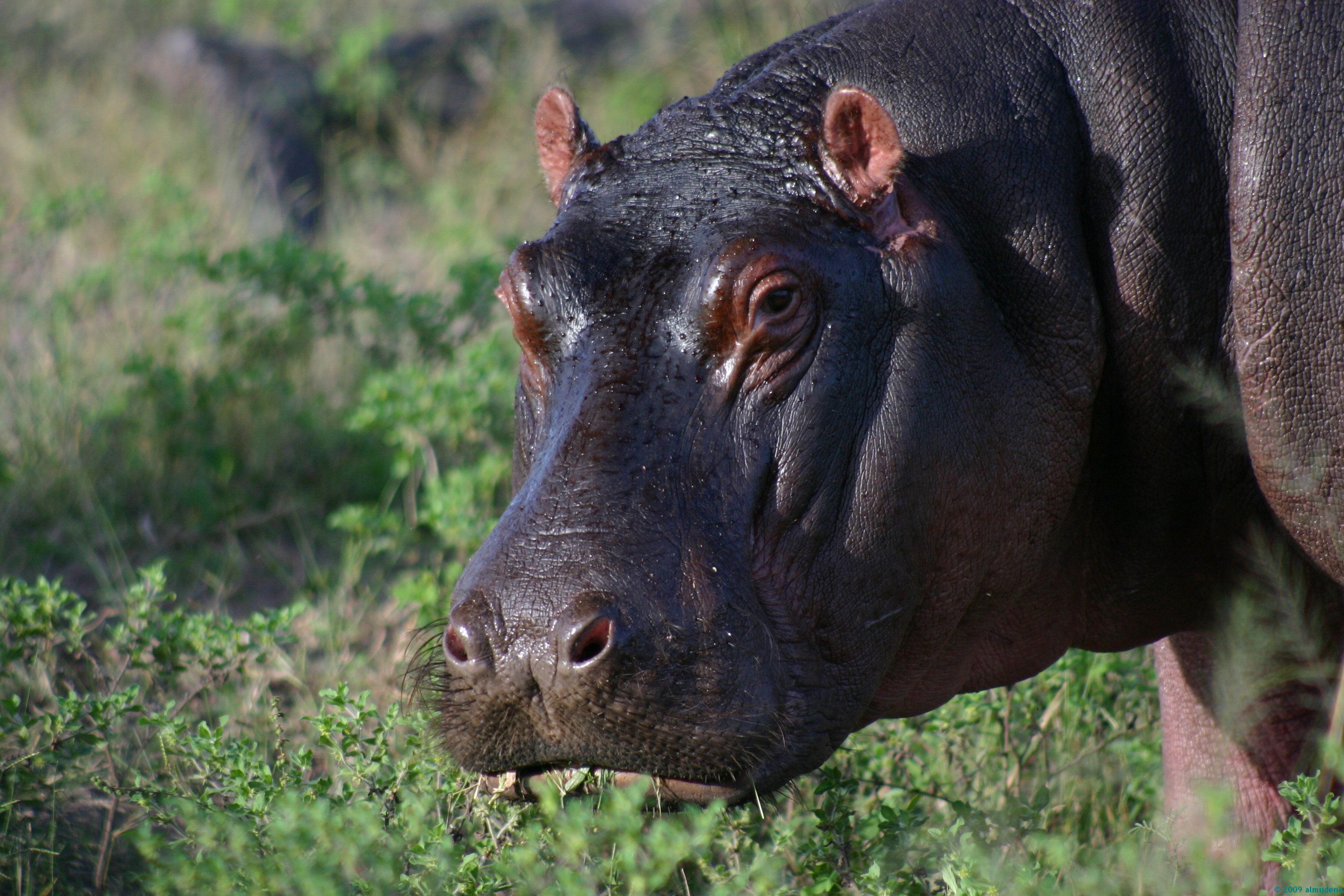 El Parque Nacional de Chobe, por Almudena