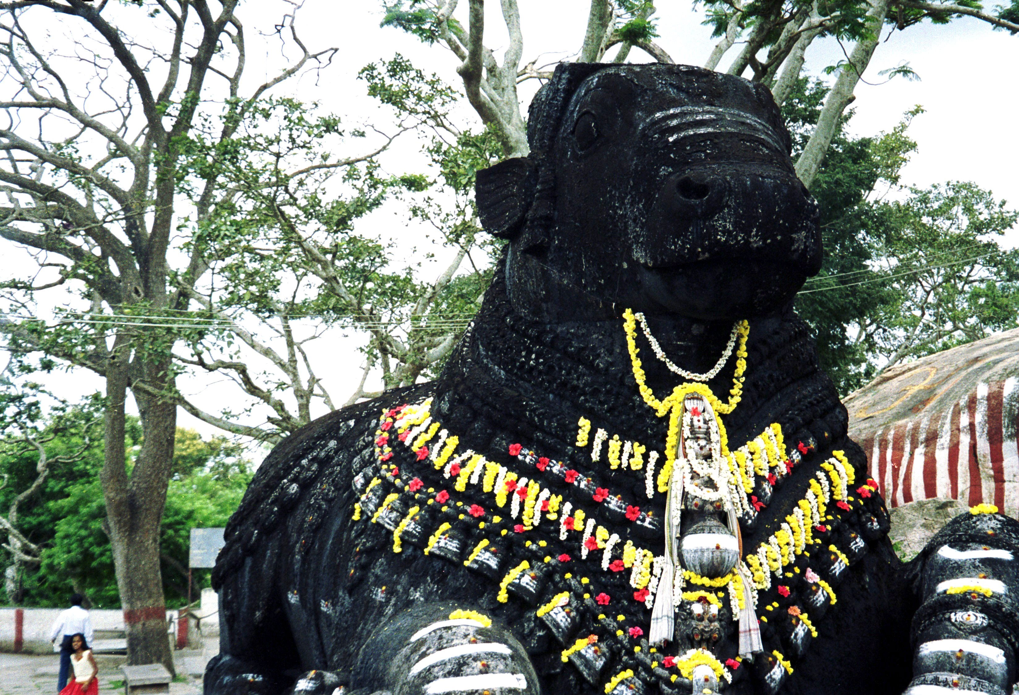 Nandi de Chamundi Hill, por Alicia Ortego