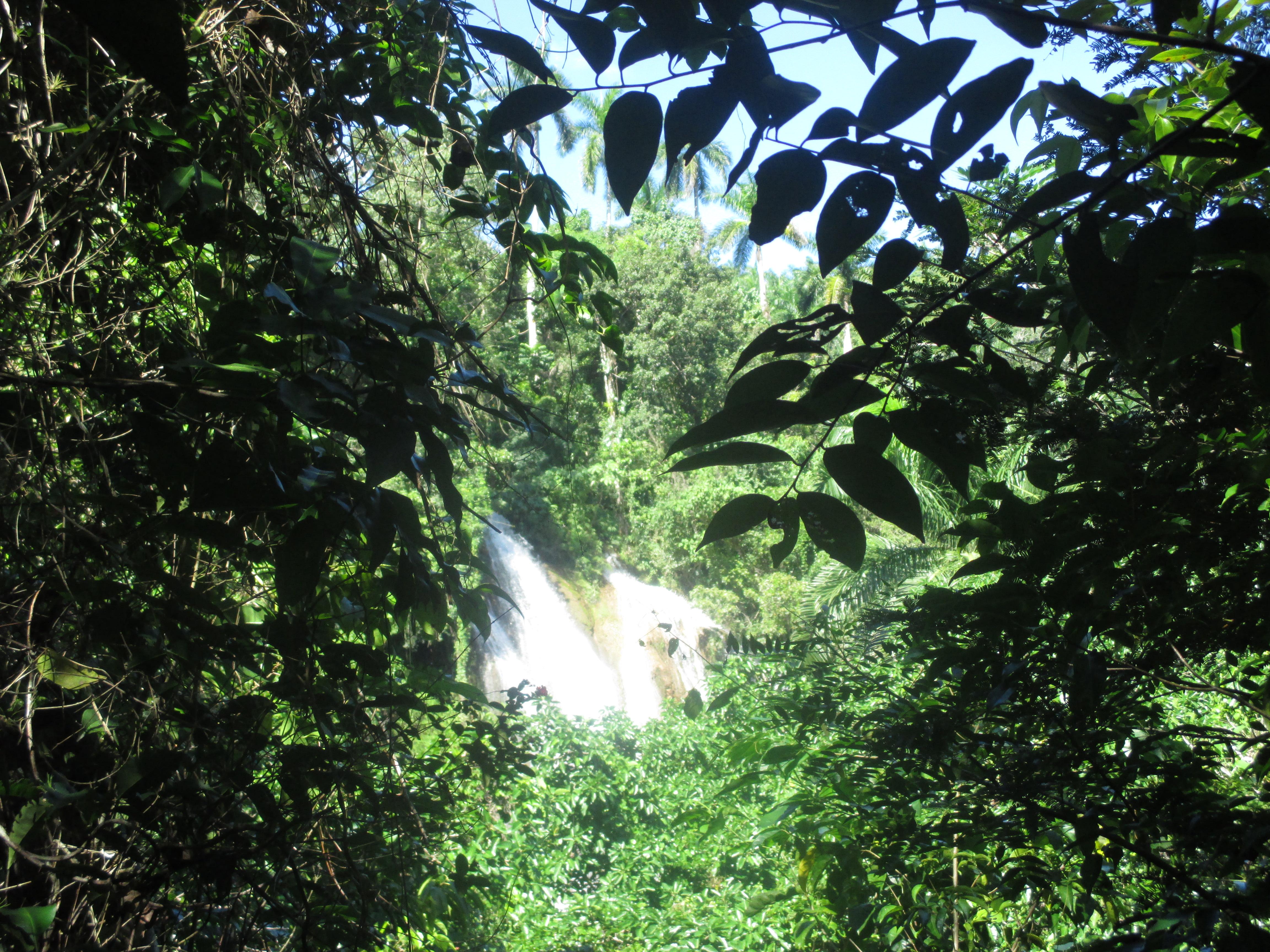 Bosques en Cuba: un viaje por la naturaleza y sus paisajes ocultos