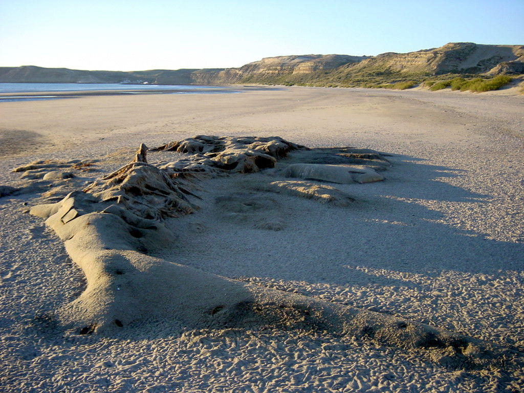 Monumento Natural Ballena Franca Austral, por Dario Granato