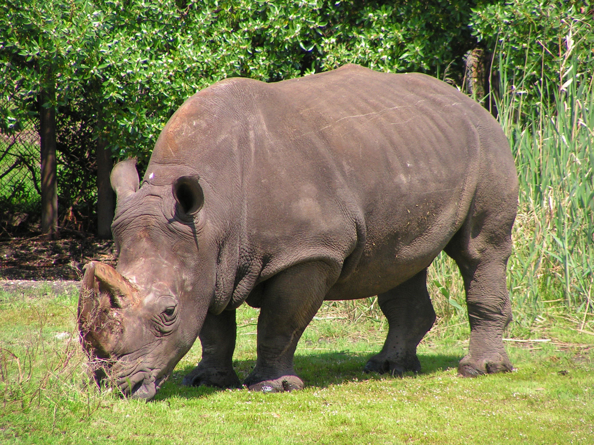 Safari Park Vergel Centralita (Cerrado), por Elix