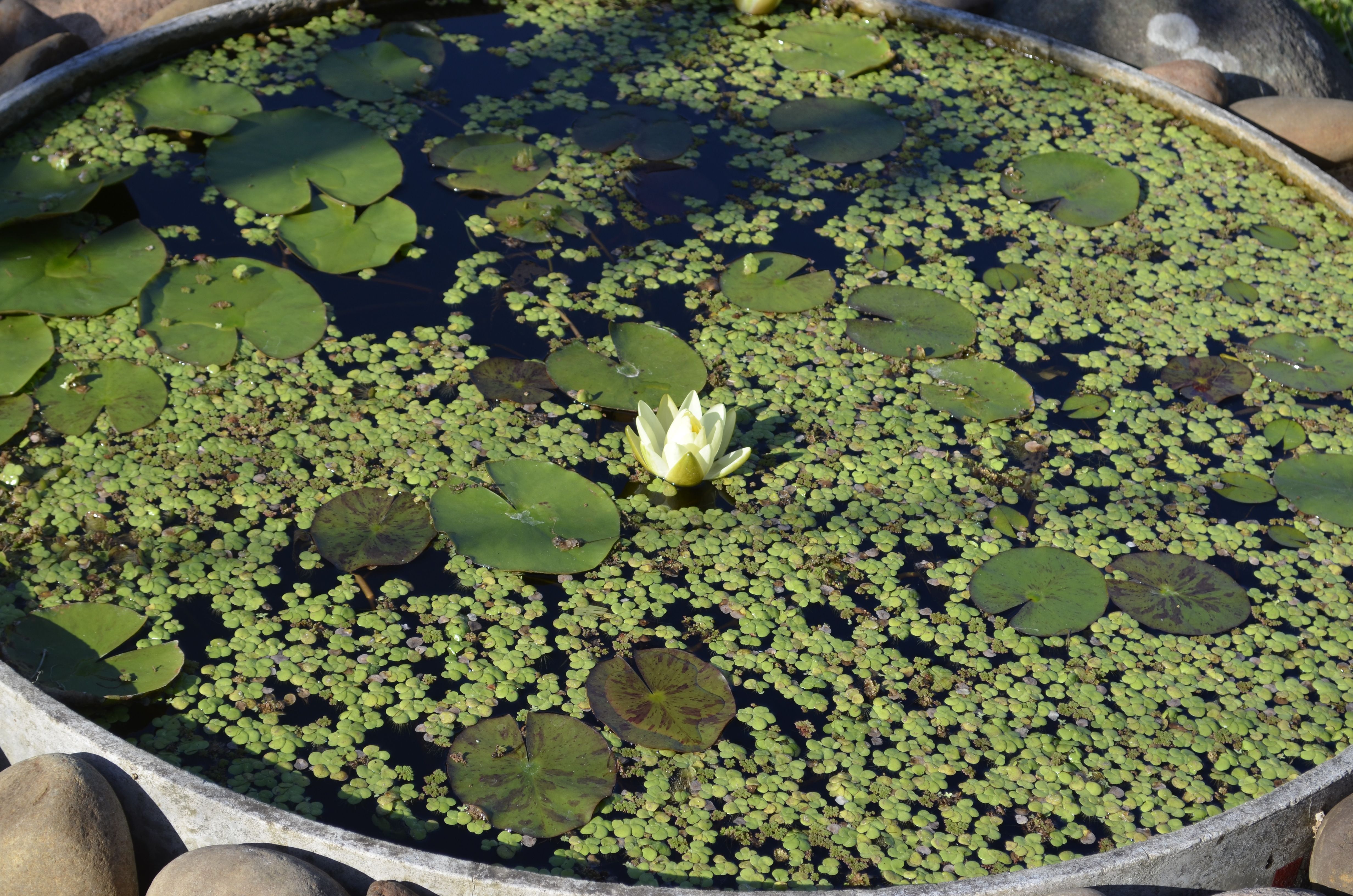 Jardim Botânico, por Rodrigo de Paula