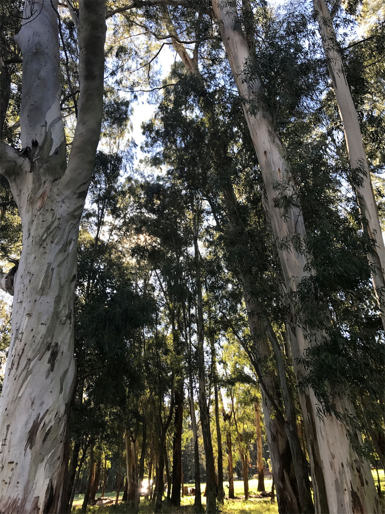 Laguna de los Padres, por Alejandra El Assir