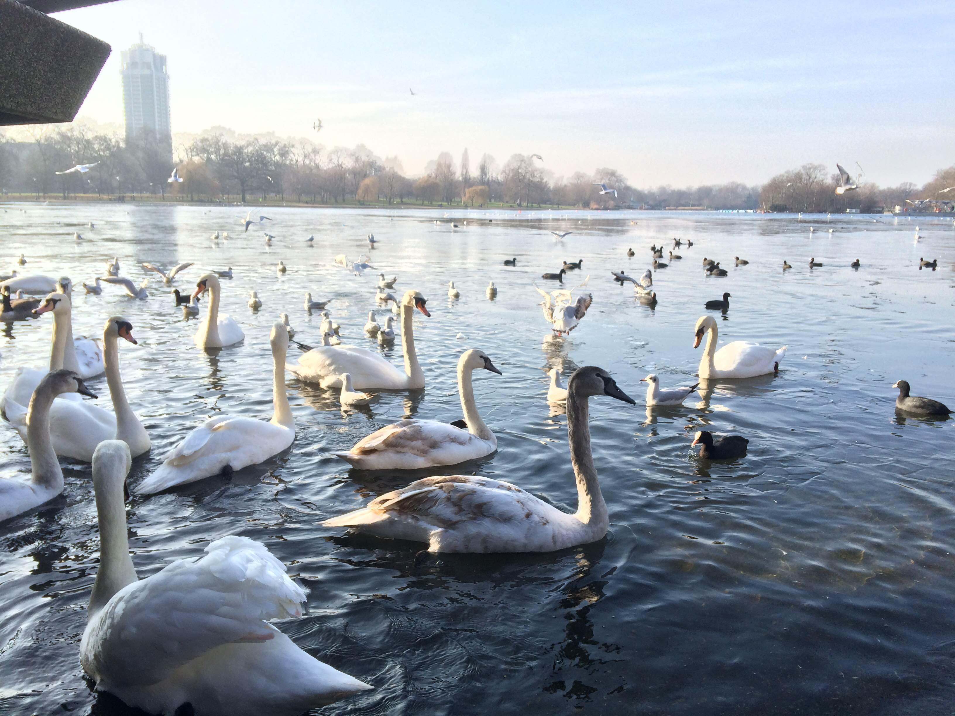 Lago Serpentine, por Liliana Rancel