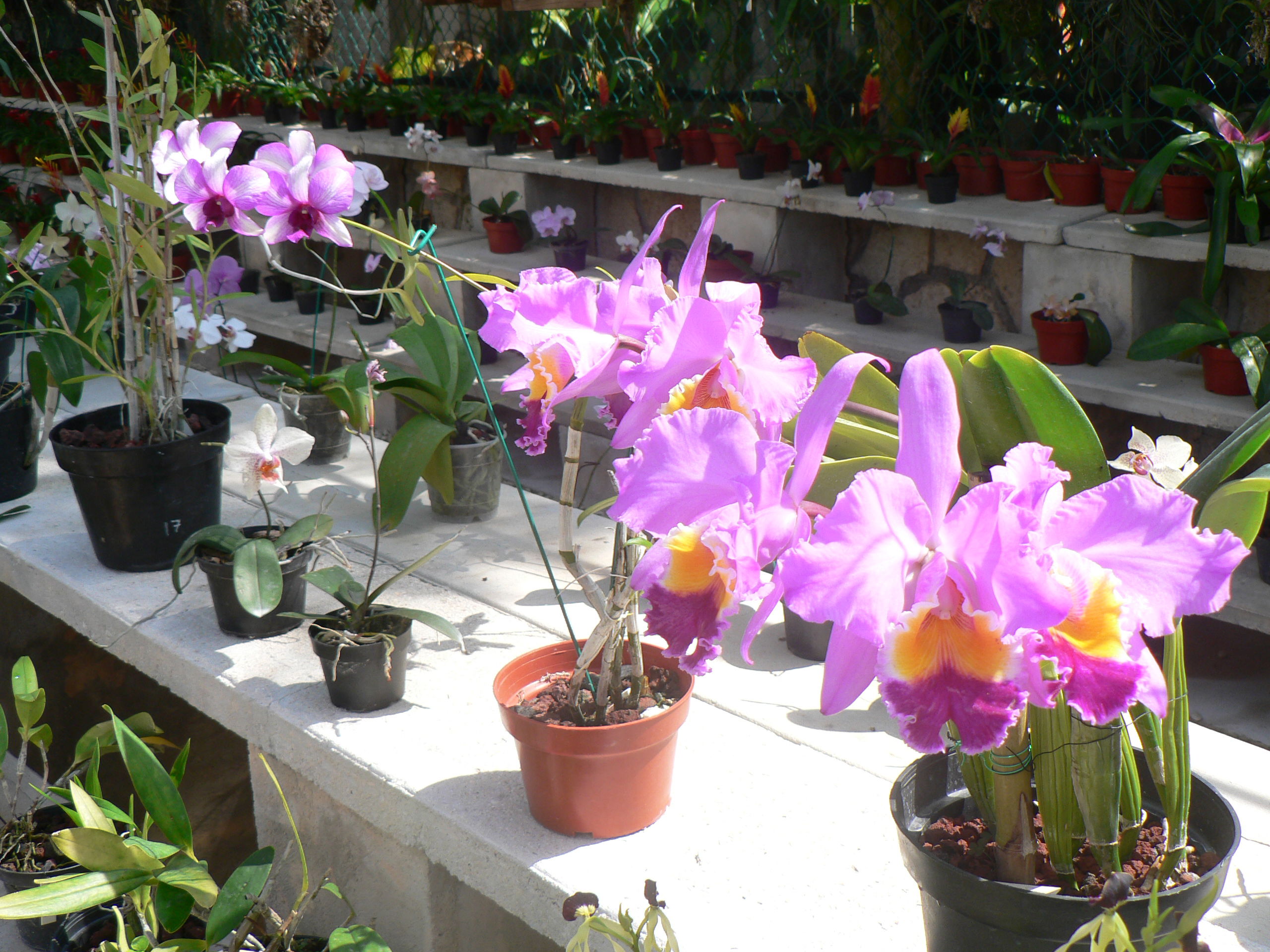 Colección de Orquídeas de Xcaret, por martin susel