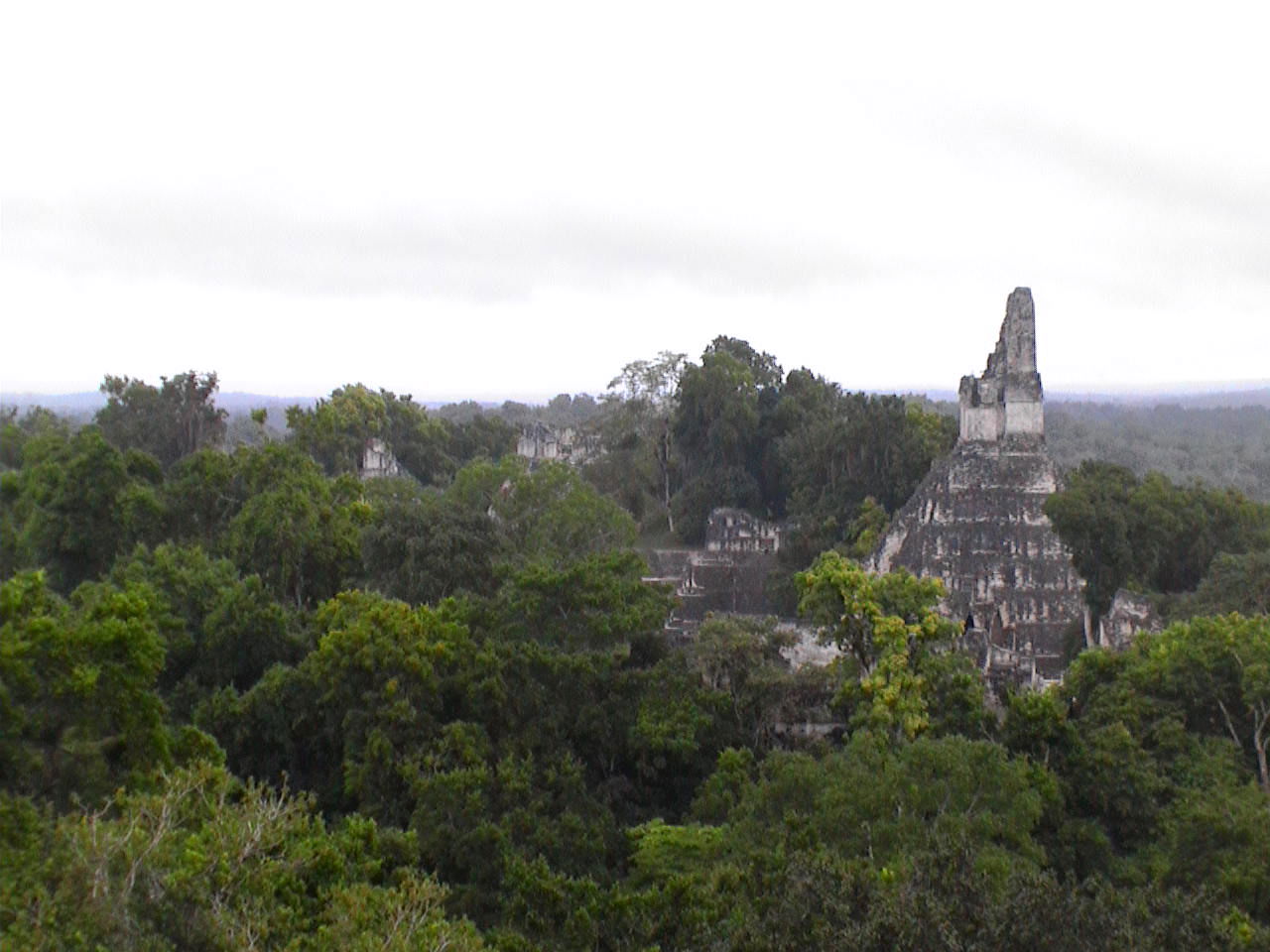 Jungla de Tikal, por paulinette