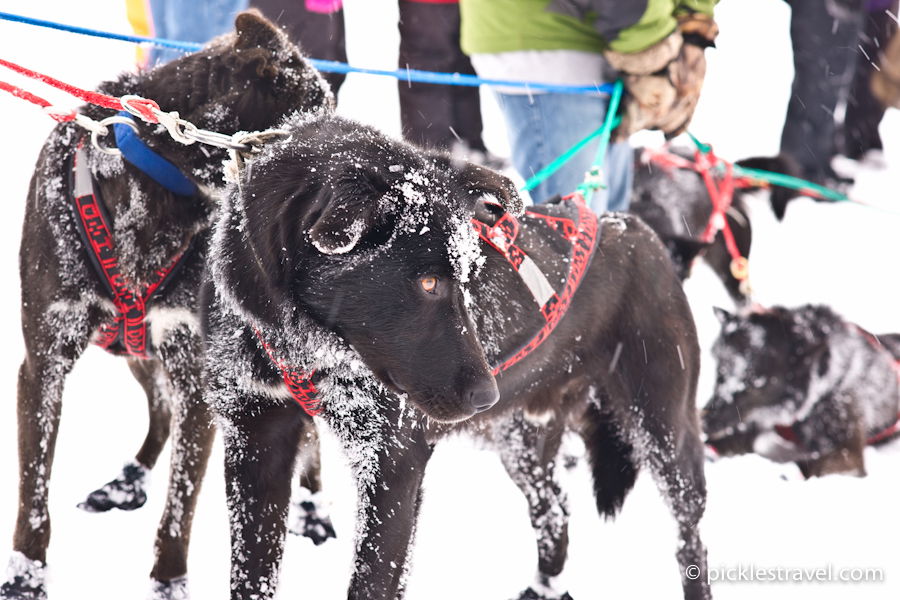 Beargrease Dog Sled Race, por Greta @ Pickles Travel Blog