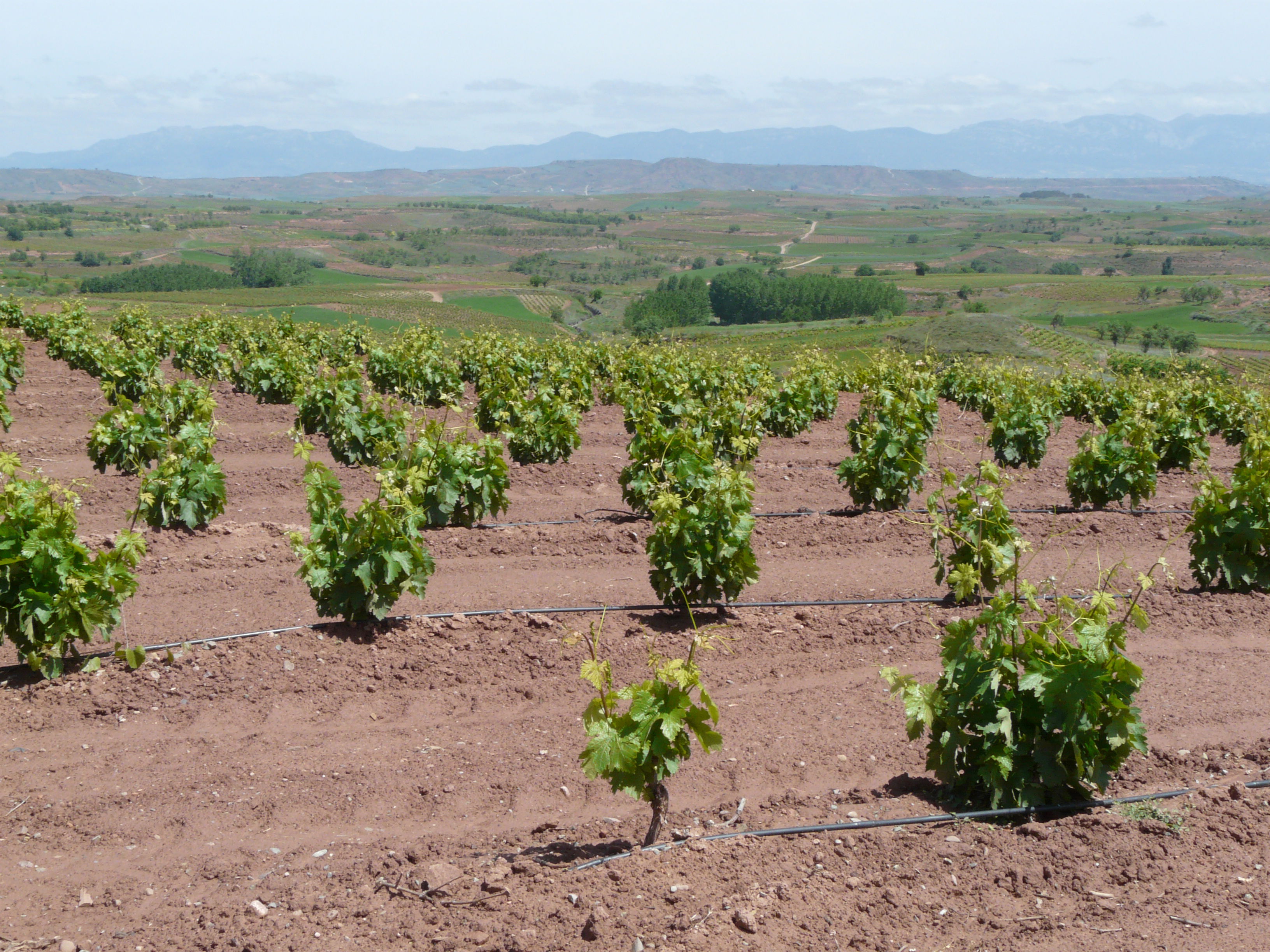 Bodegas David Moreno, por Pedro Jareño
