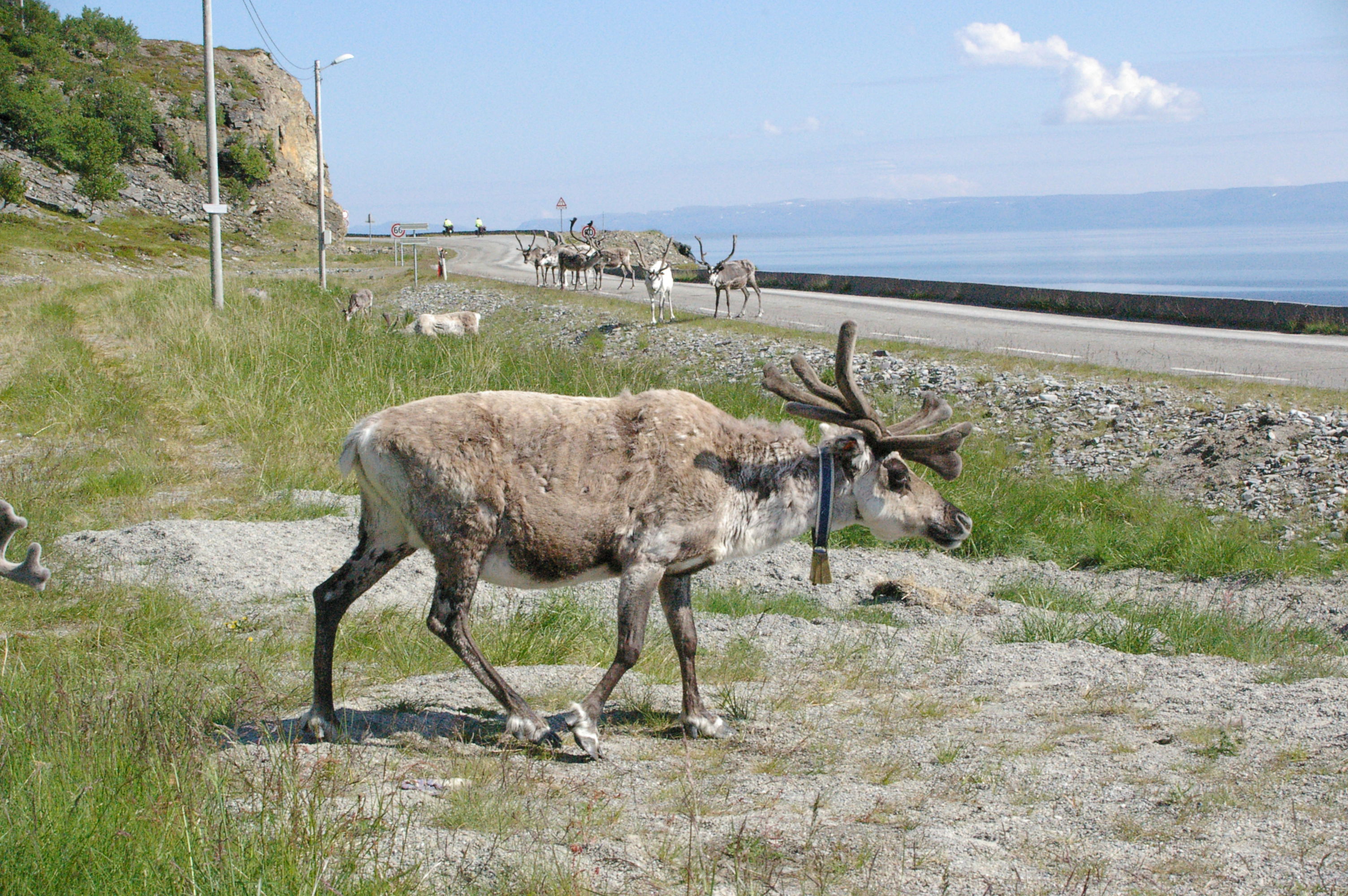 Viajando entre renos: carretera E69 destino Nordkapp, por Raquel Rey