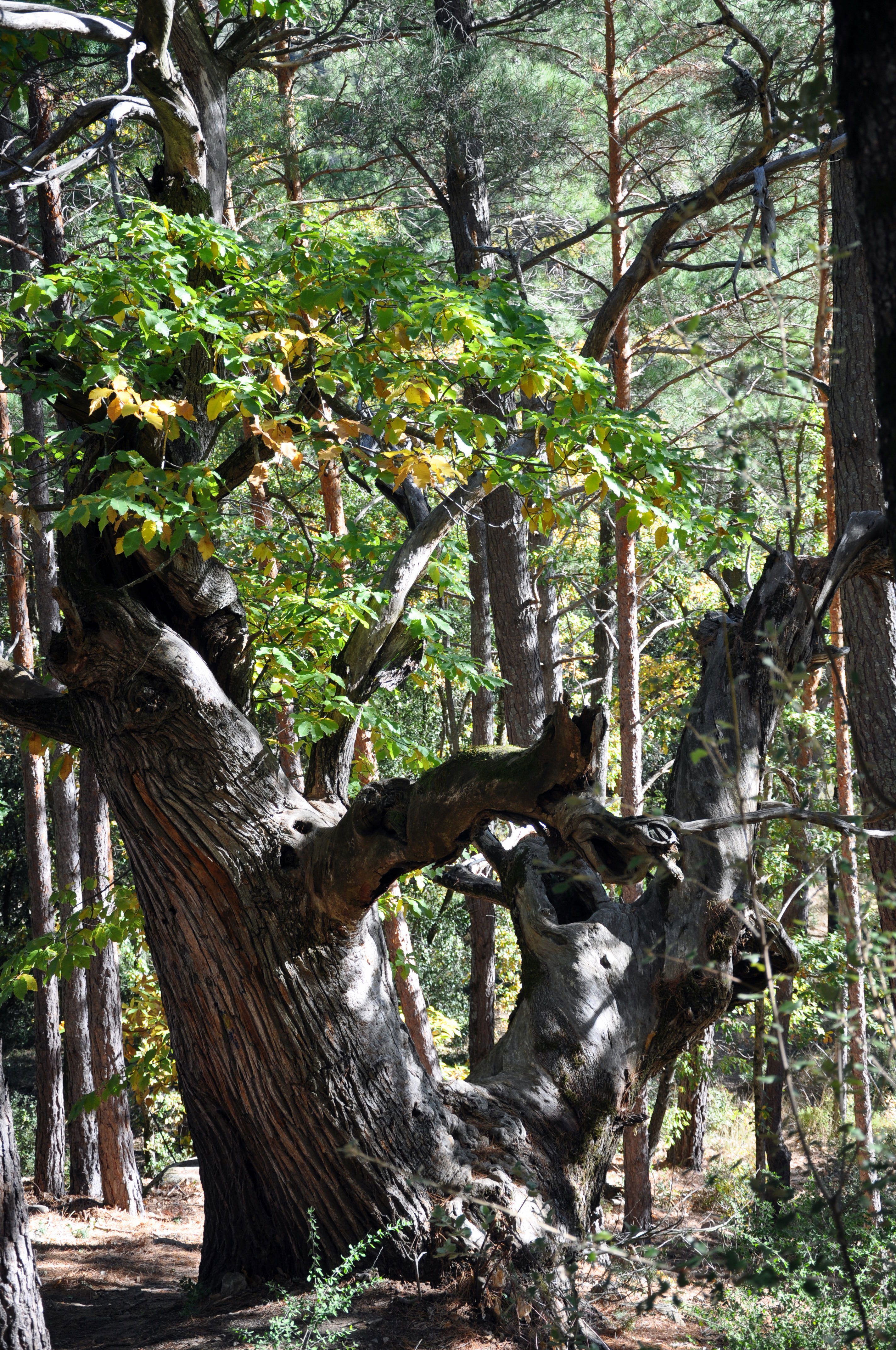 Bosque de Poblet, por Alberto García de Béjar