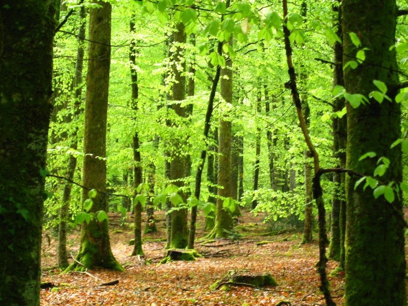 Bosques de Creuse, por paulinette