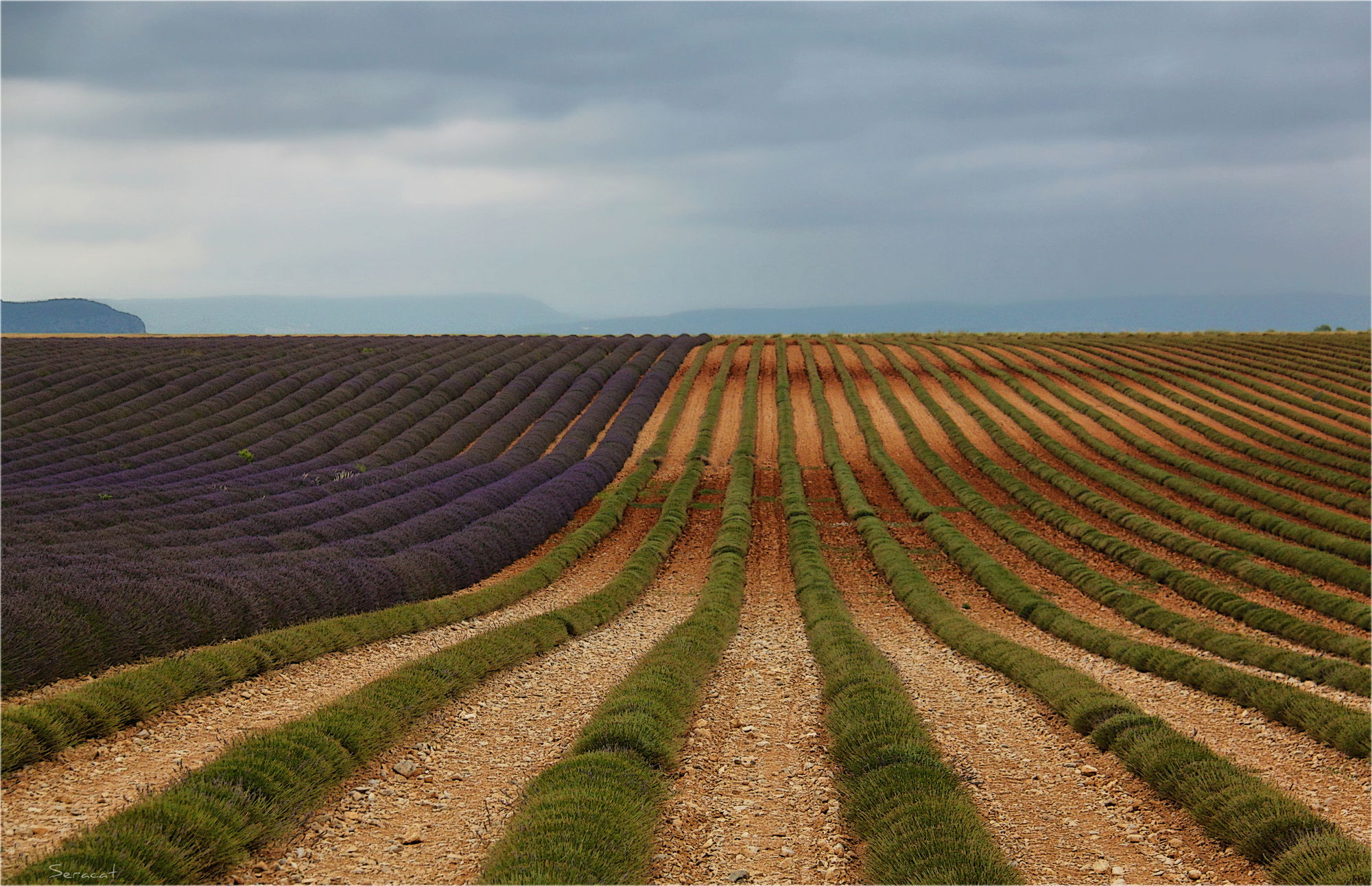 Campos de lavanda cerca de Sault, por Marc Serarols Ballús