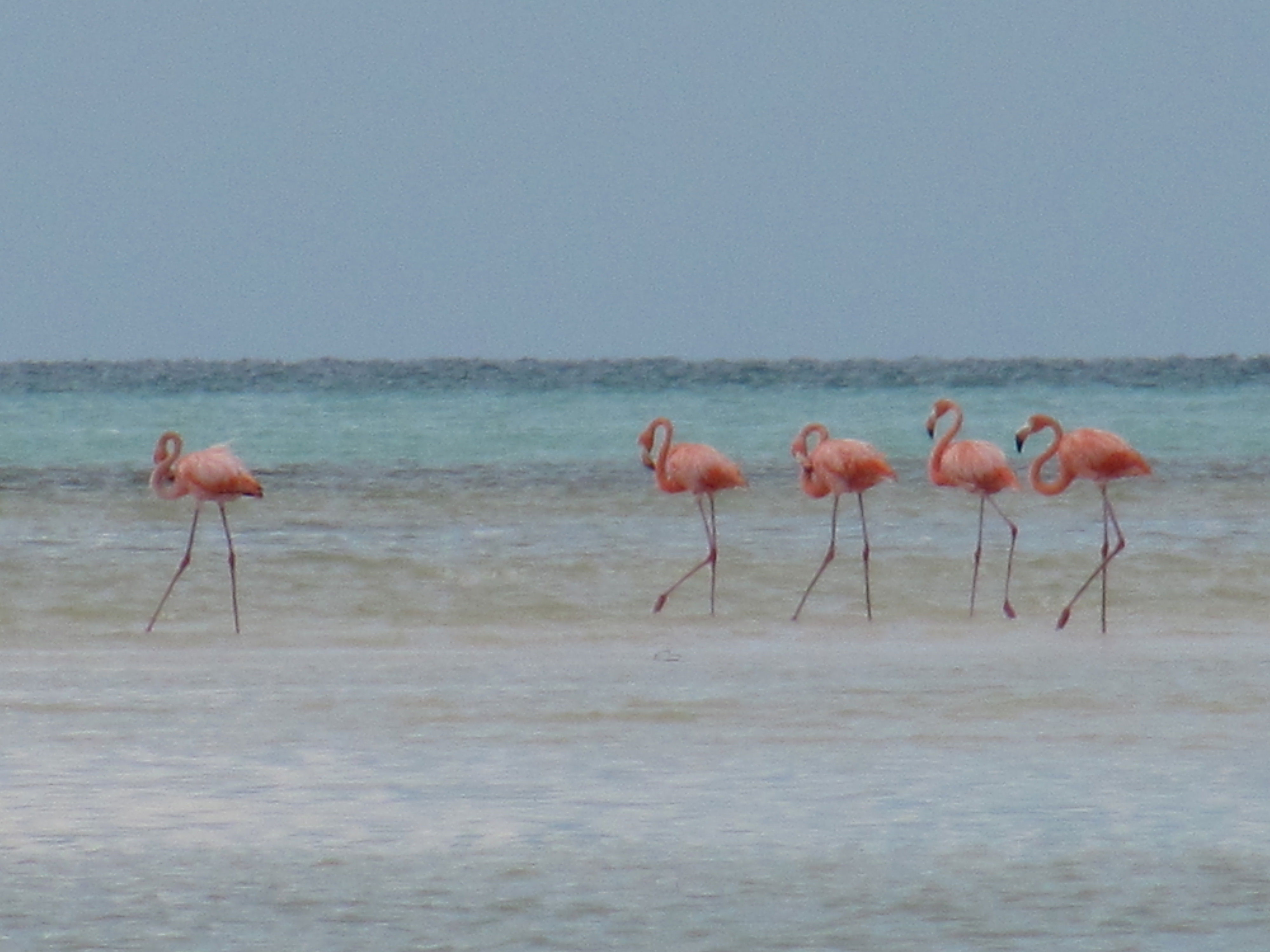 Fauna de Holbox, por raul cortazar cortazar
