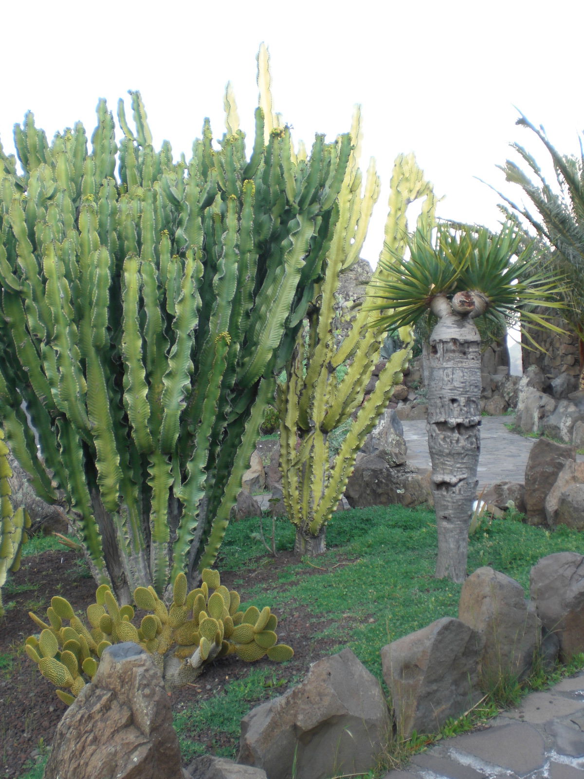 Jardín del mirador César Manrique, por paulinette