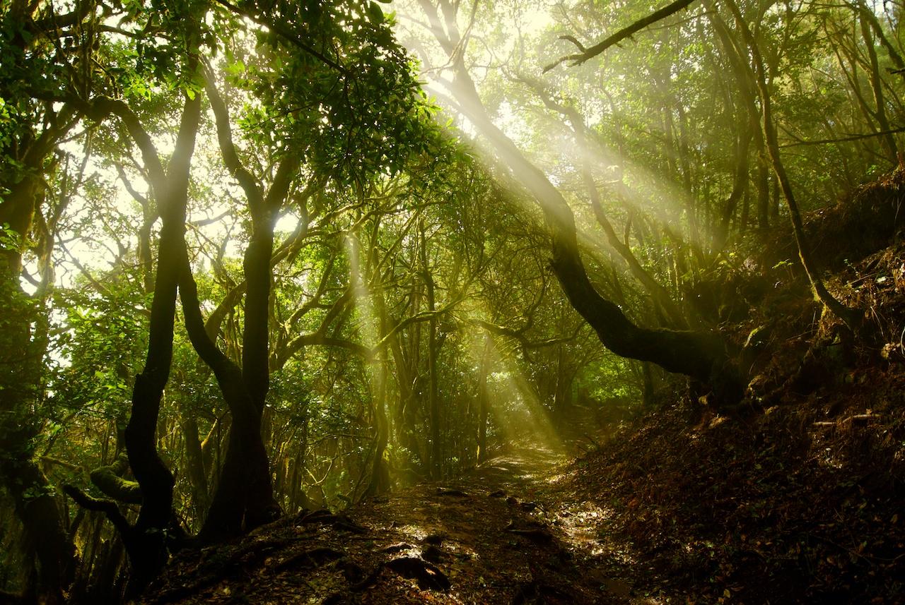 Parque Nacional Garajonay, por Txema León