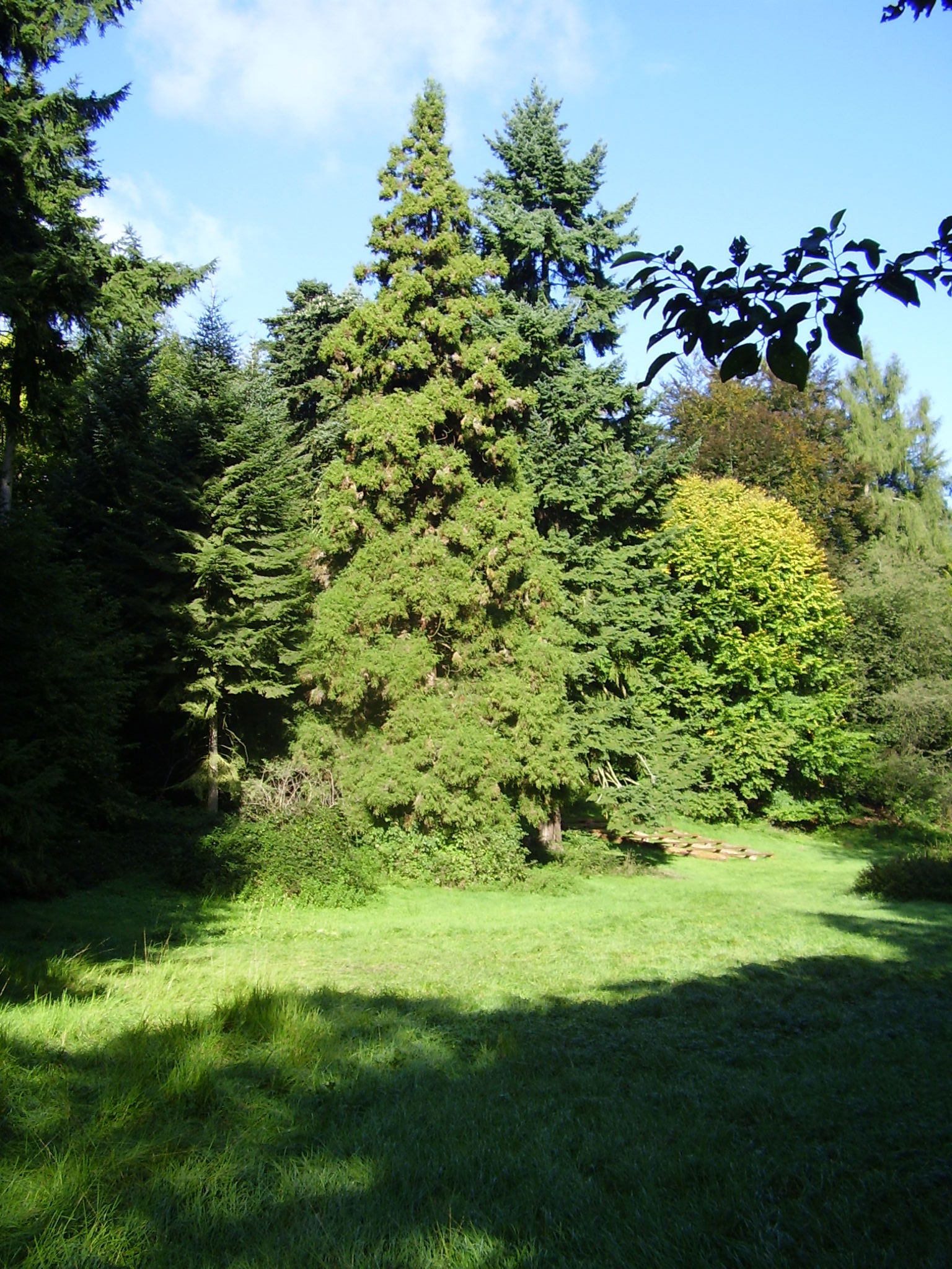 Bosque de Soignes, por isalatrendi