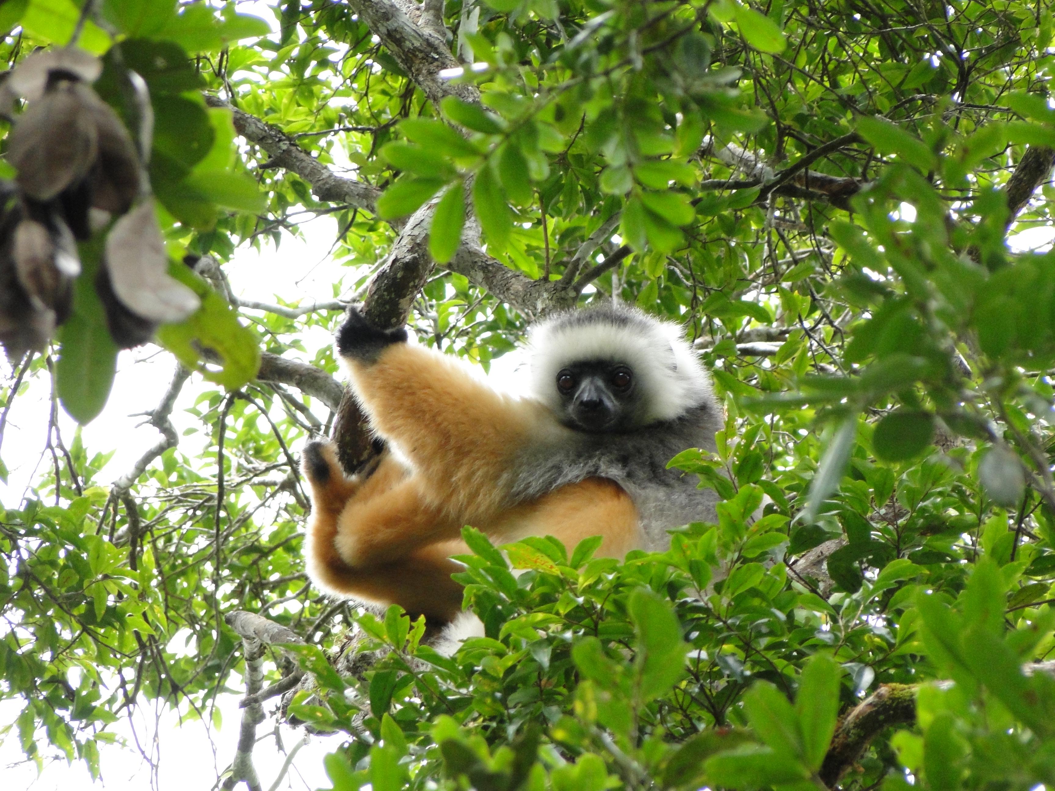 Parque Nacional de Andasibe, por Jesus Garcia