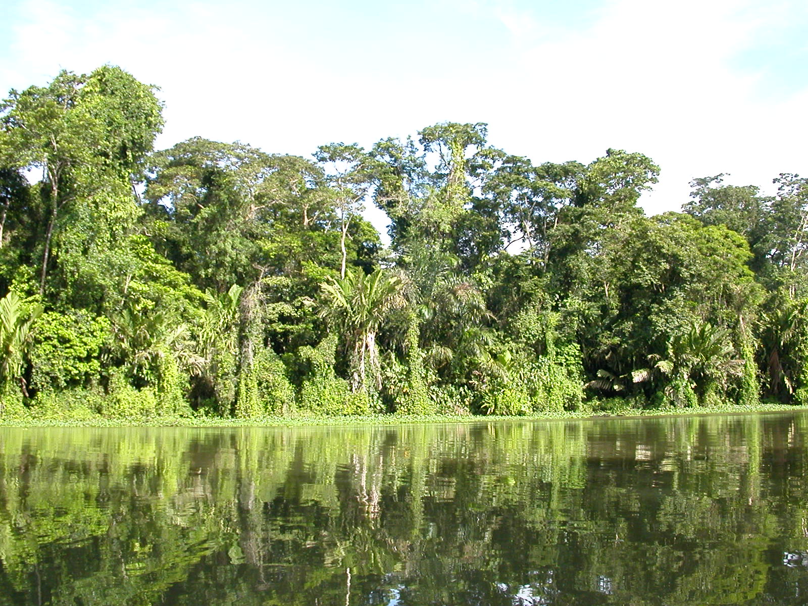 Parque Nacional de Tortuguero, por arpretel