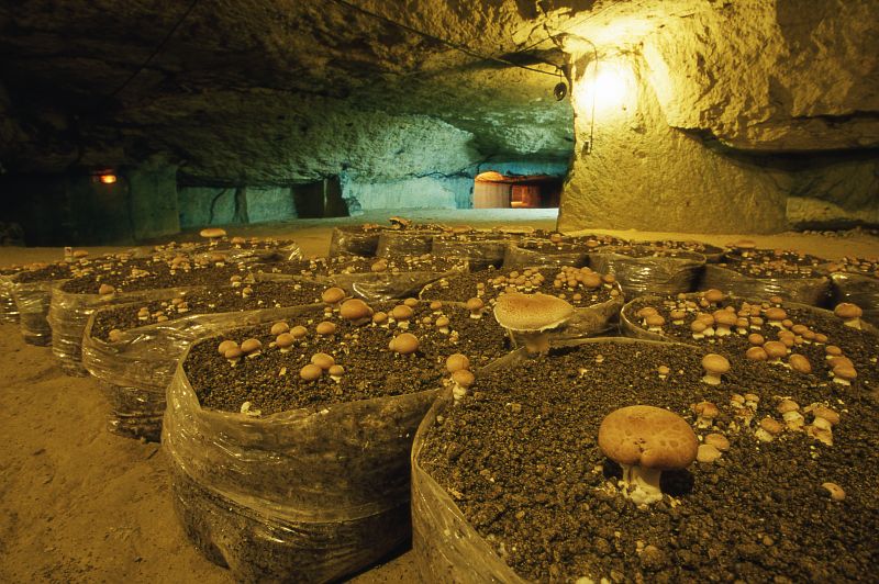 Museo del champiñón, por Pays de la Loire