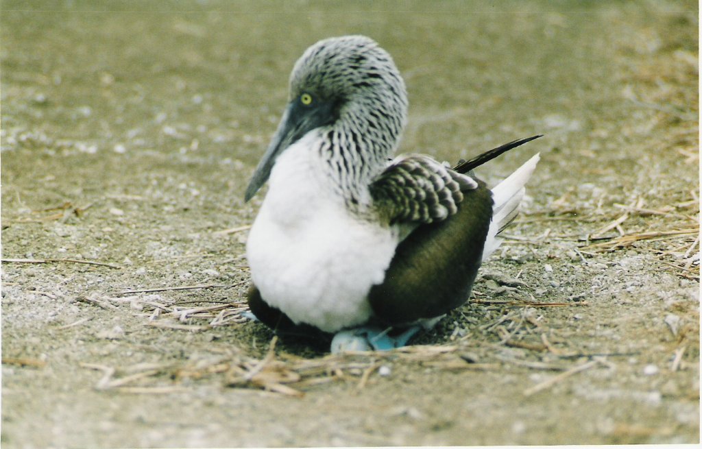 Isla de La Plata, por nuria