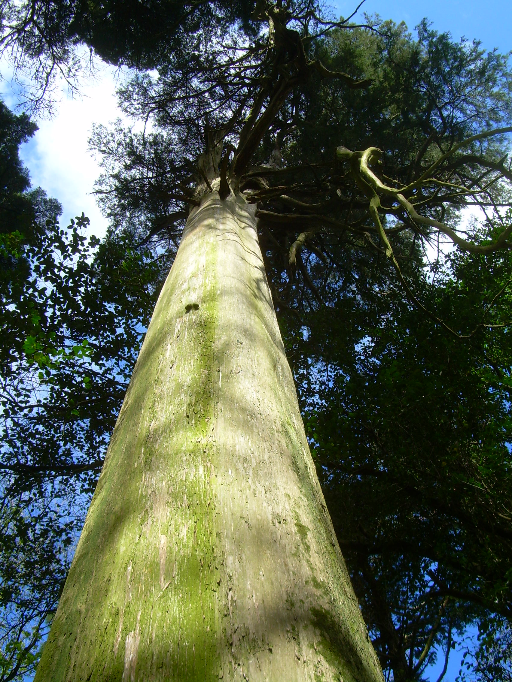 El bosque encantado, por mmozamiz
