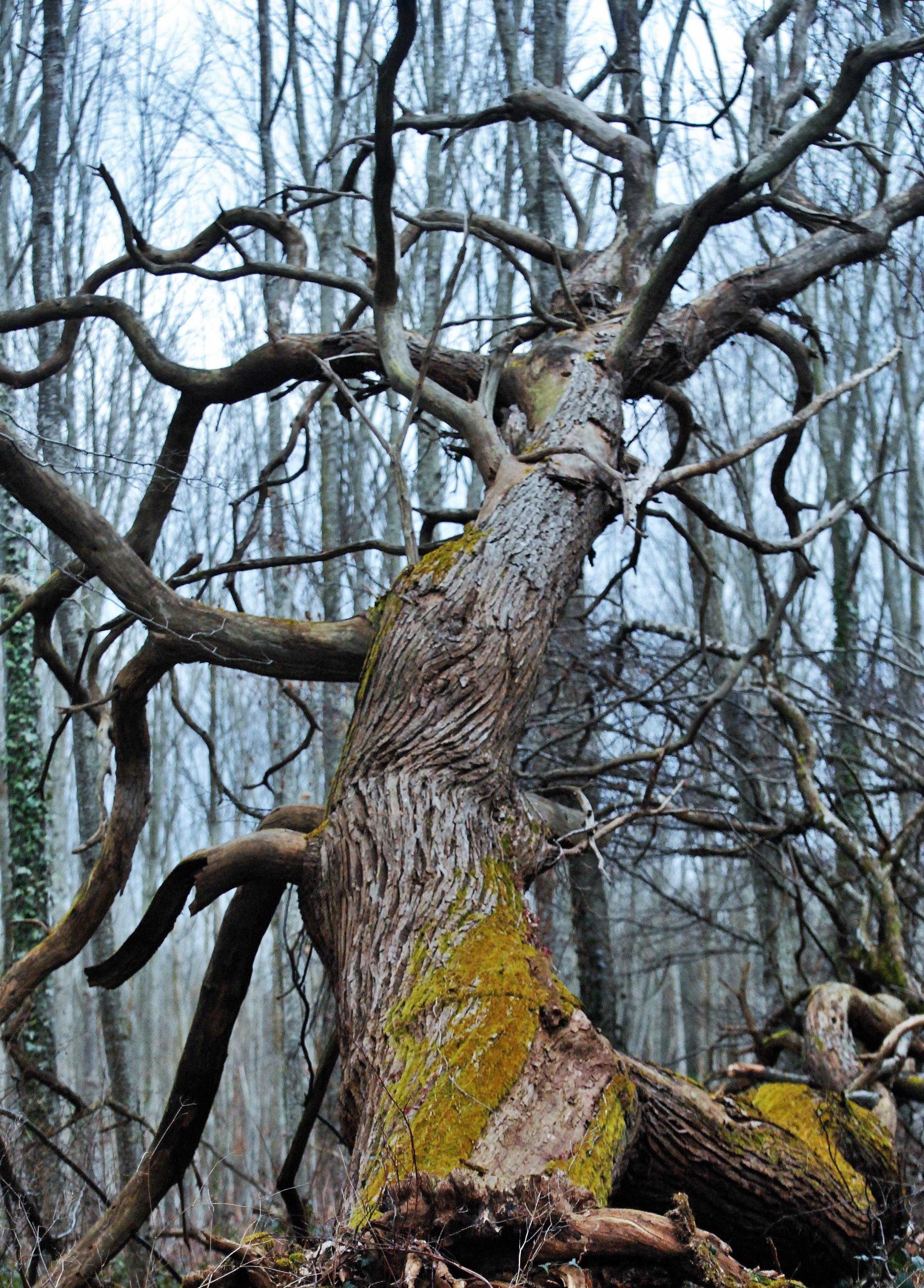 Verteuil-sur-Charente, por Asa Photography