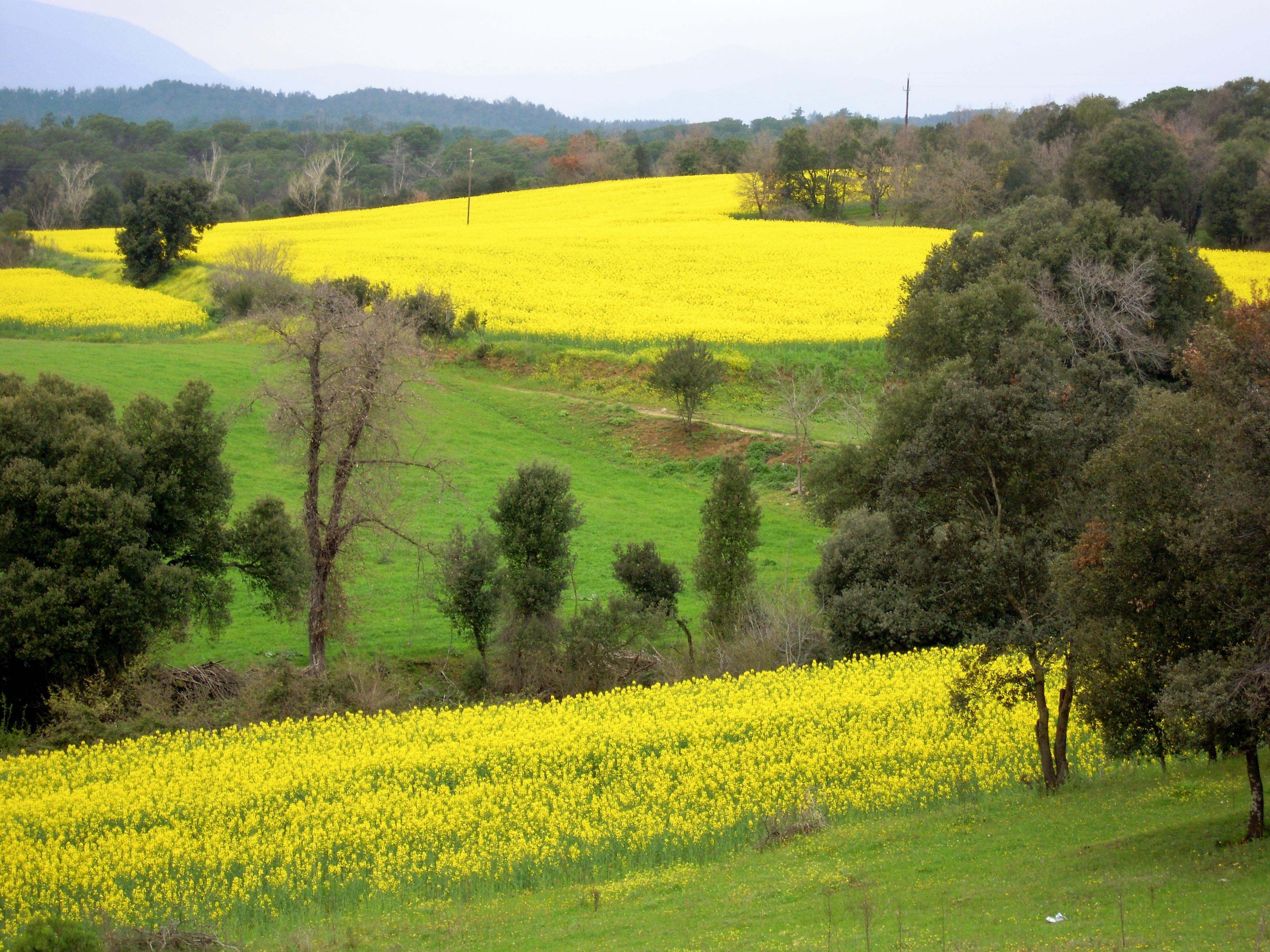 Sant Dalmai, por Esther Fornas