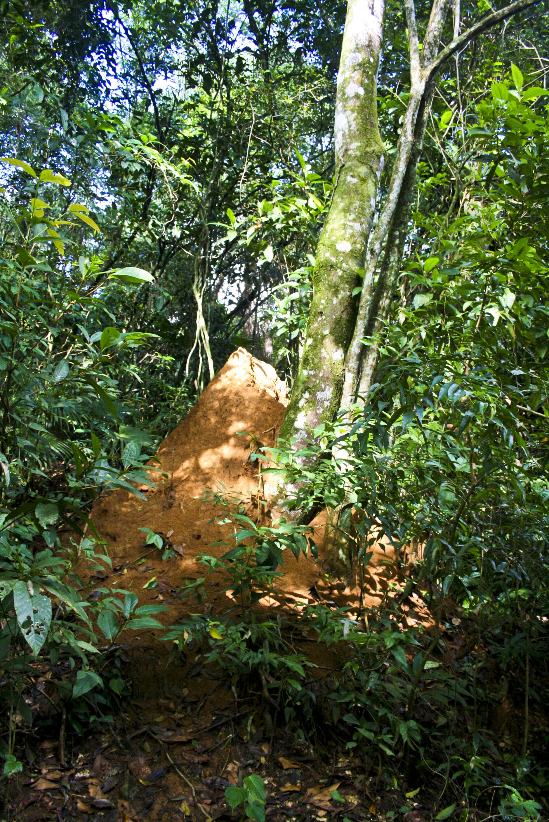 Playa del Aventureiro, por Leandro Motta