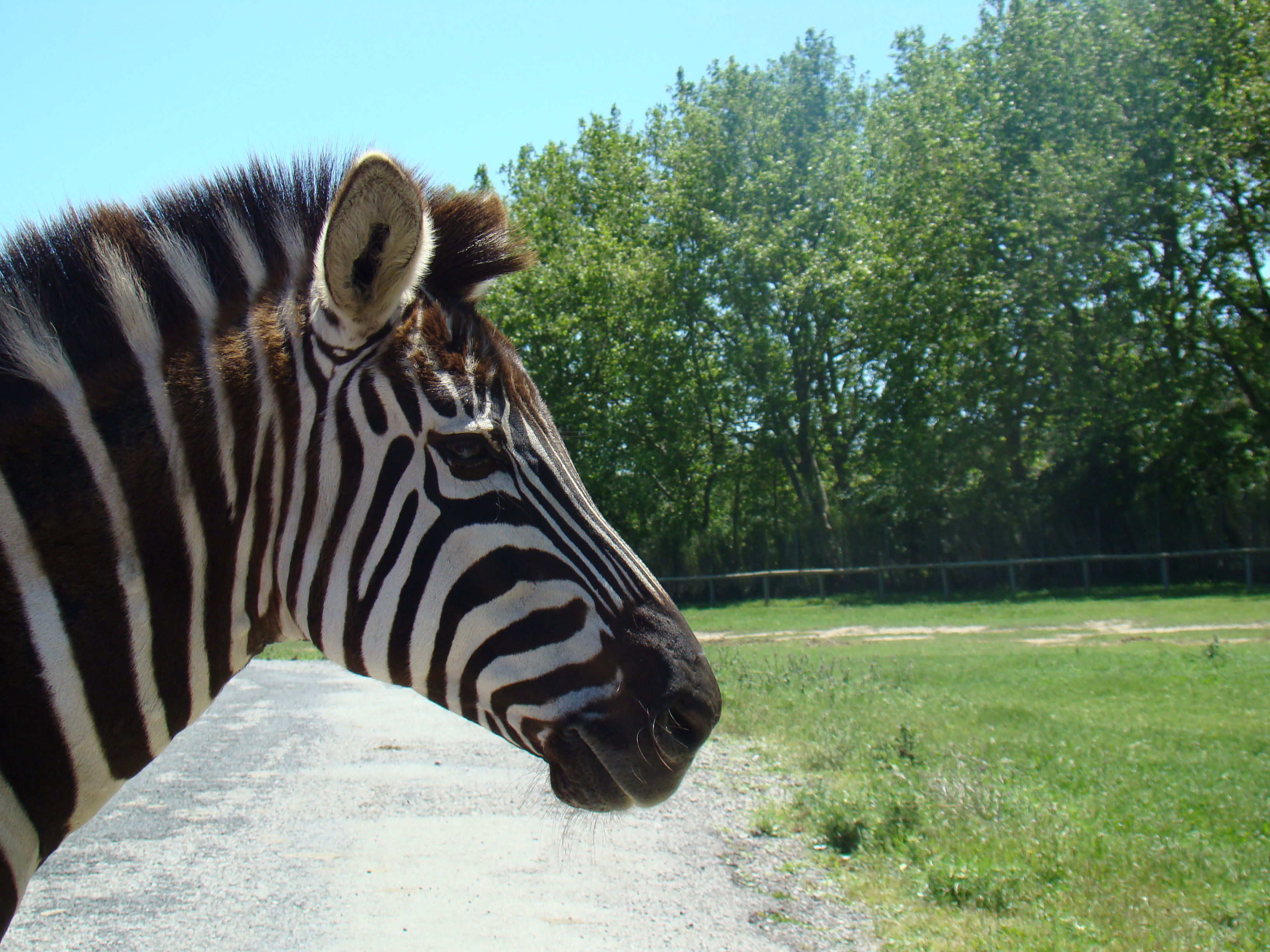 Reserva Africana de Sigean, por Morgane F.
